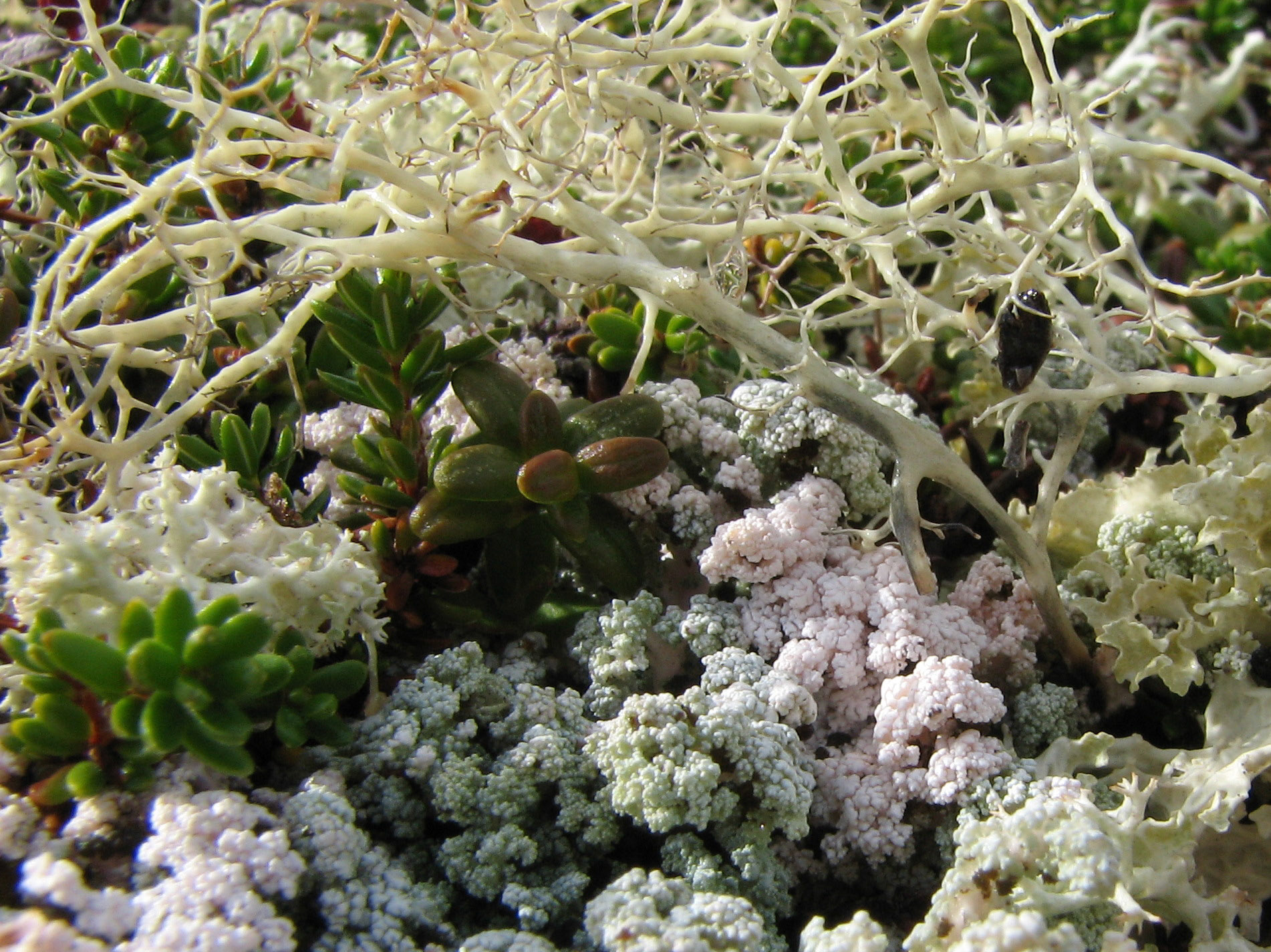 Rabbeskjegg og saltlav