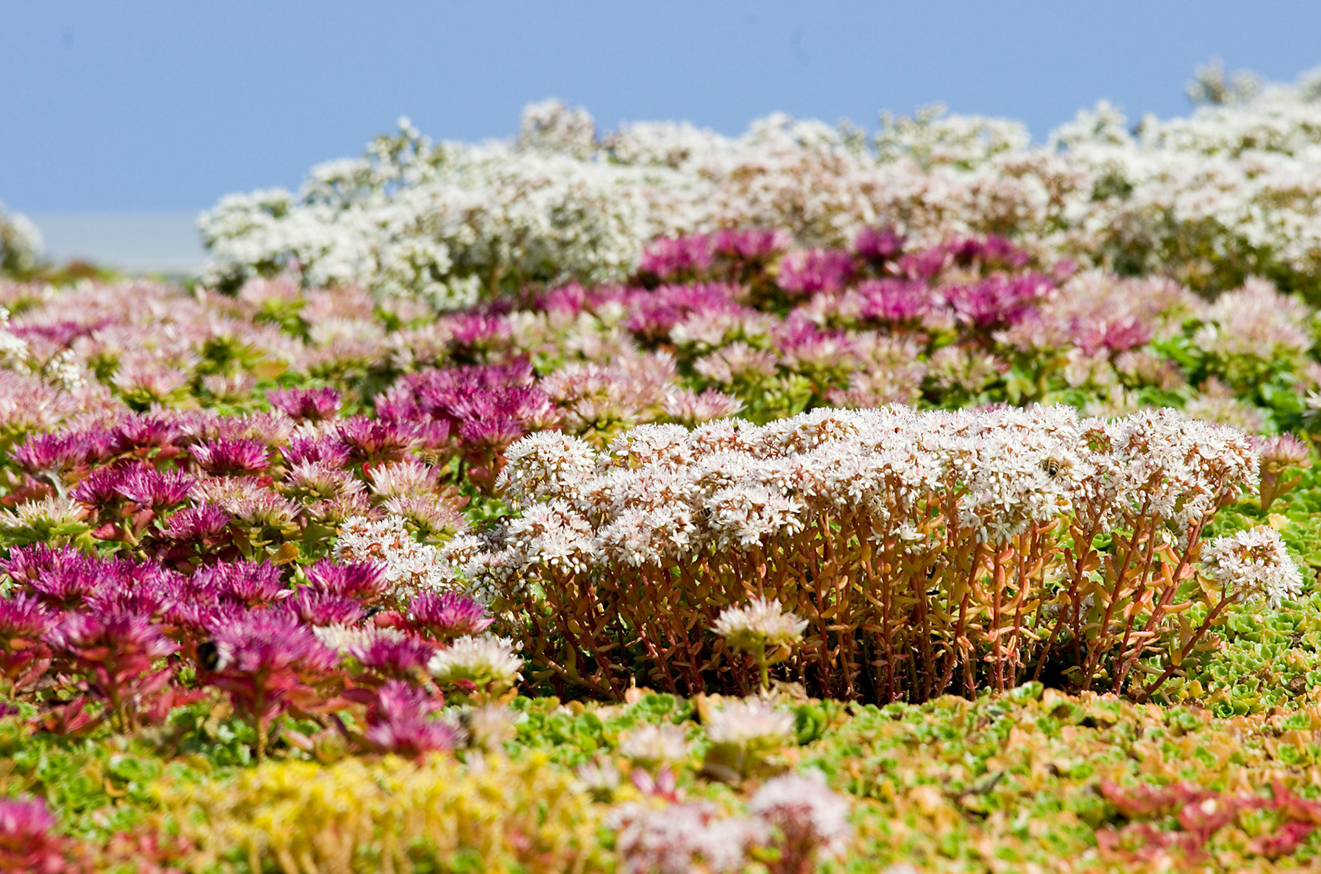 Bergknapp/Sedum (Hyttetak)