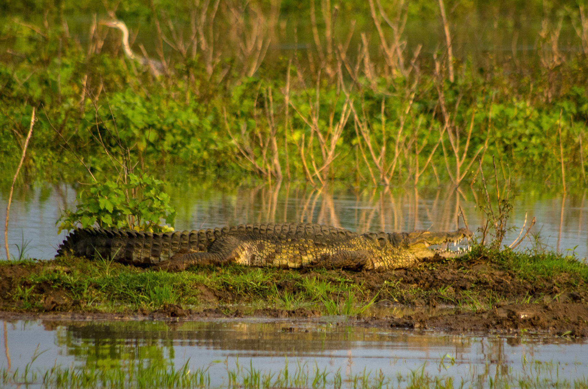 Saltvannskrokodille (Sri Lanka)
