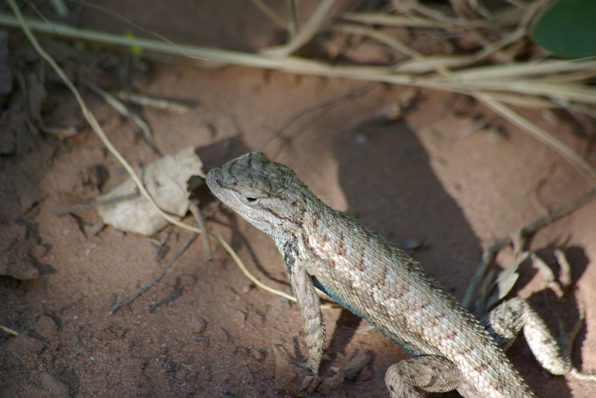 Western fence lizard (Utah)
