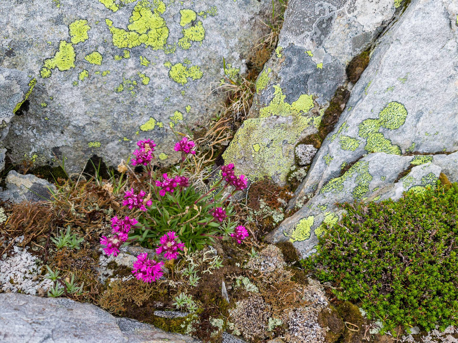 Fjelltjæreblom på Holsegga