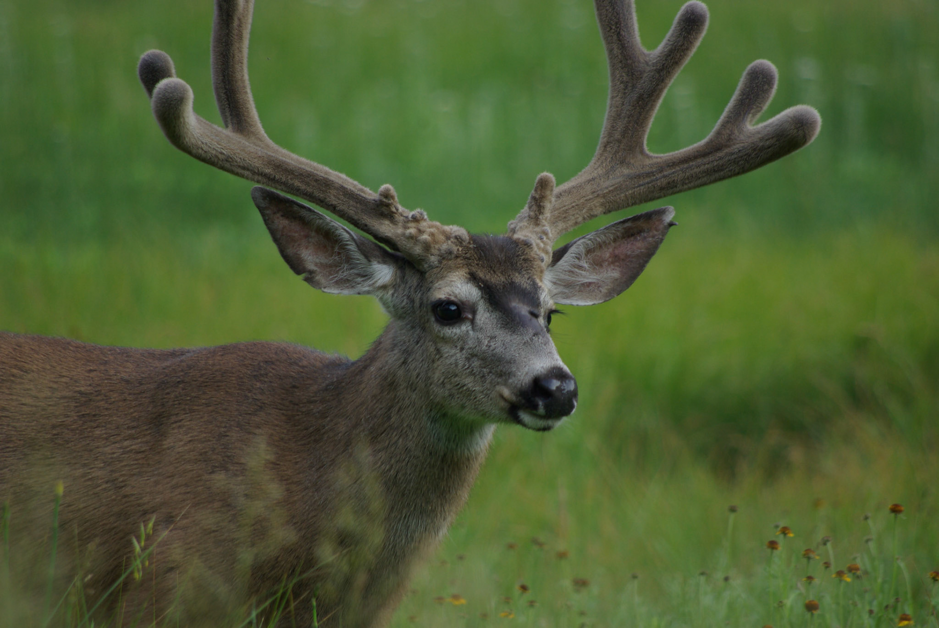 Mulhjort (California)