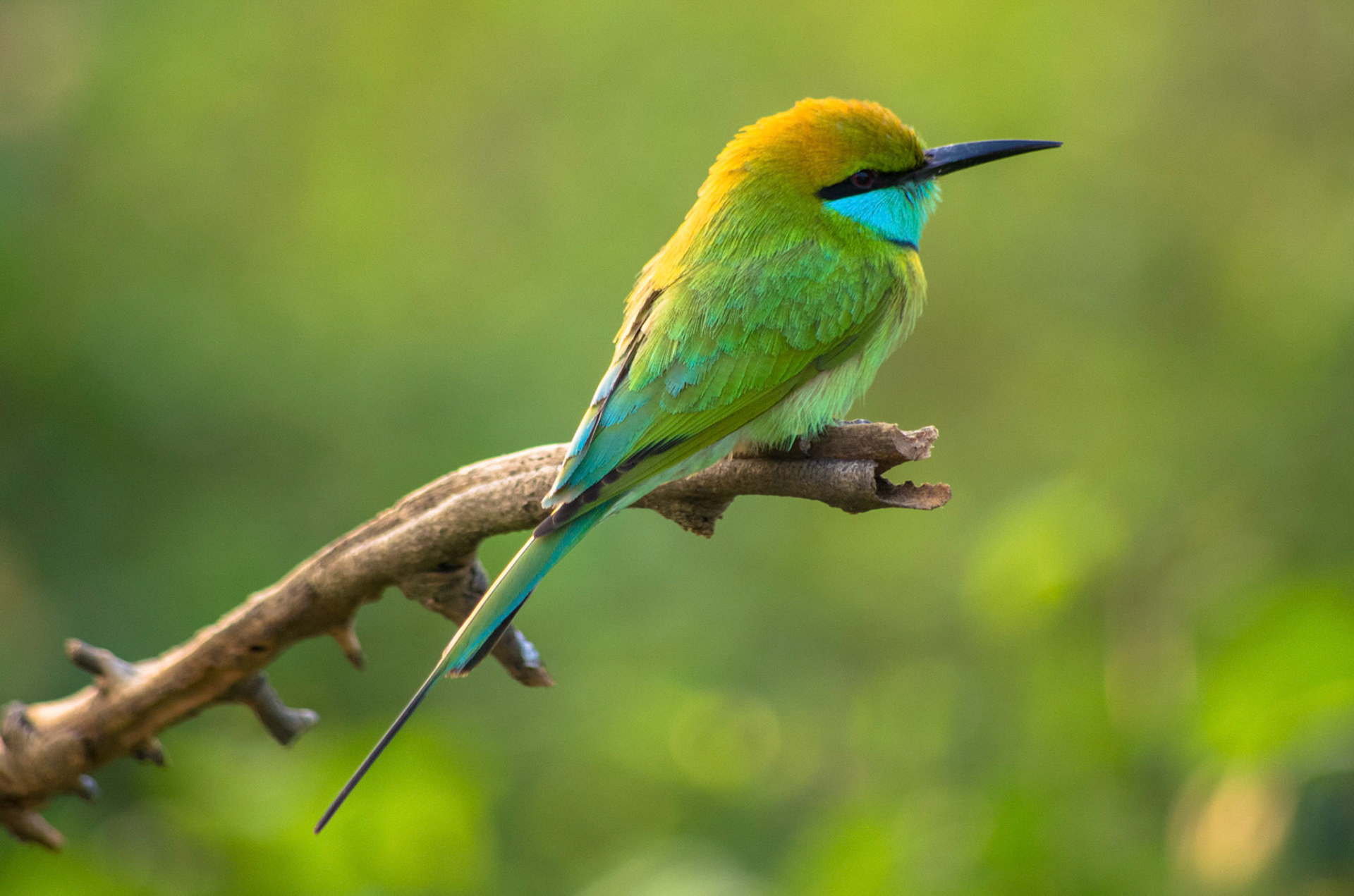 Beryllbieter, Uduwalawe, Sri Lanka
