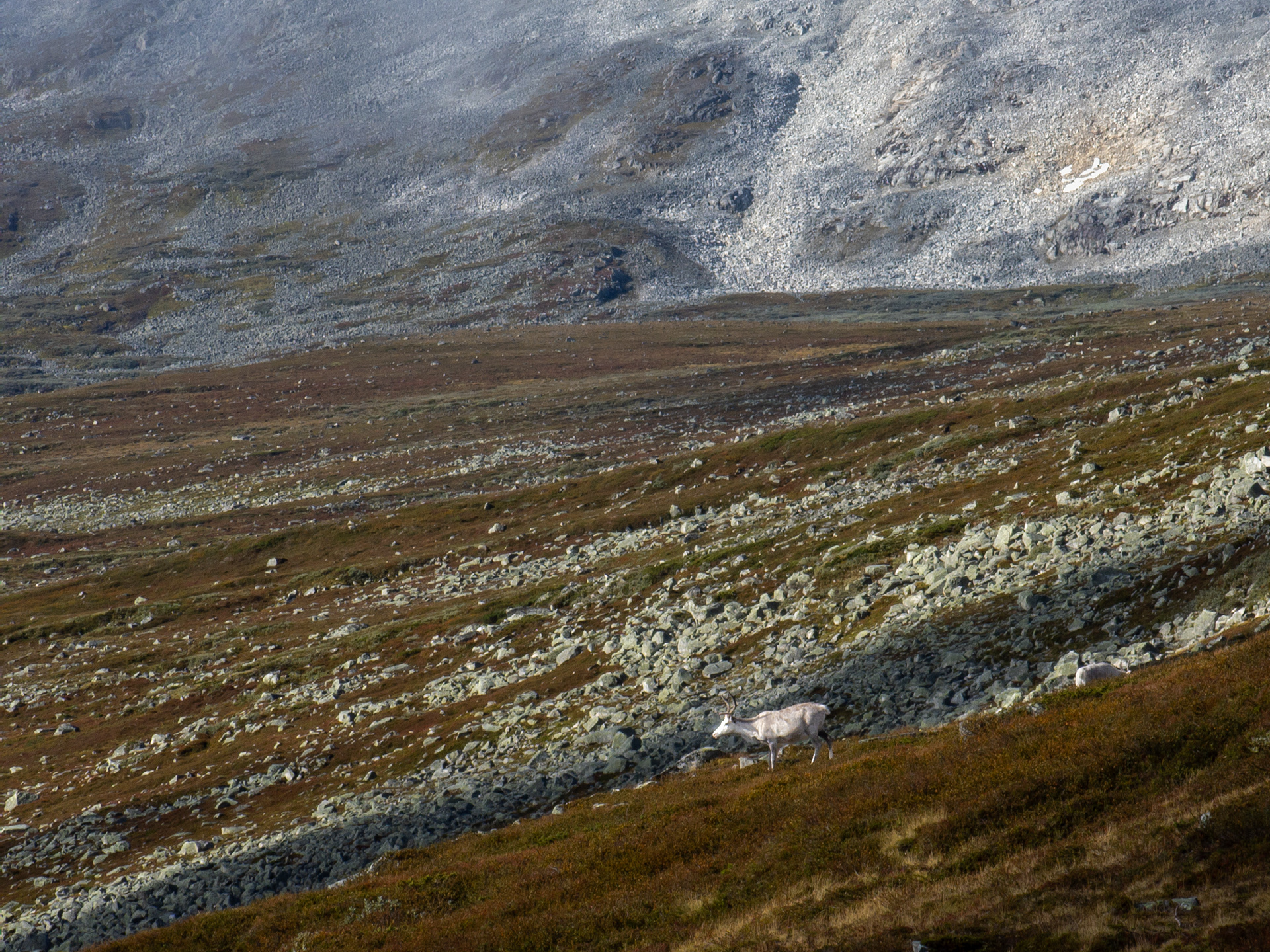 Tamrein i Stavådalen