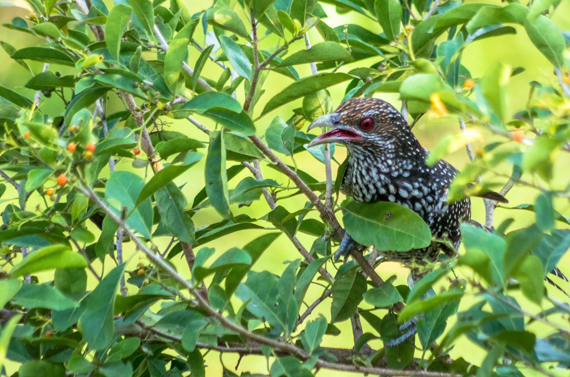 Grønnebbkoel (Sri Lanka)