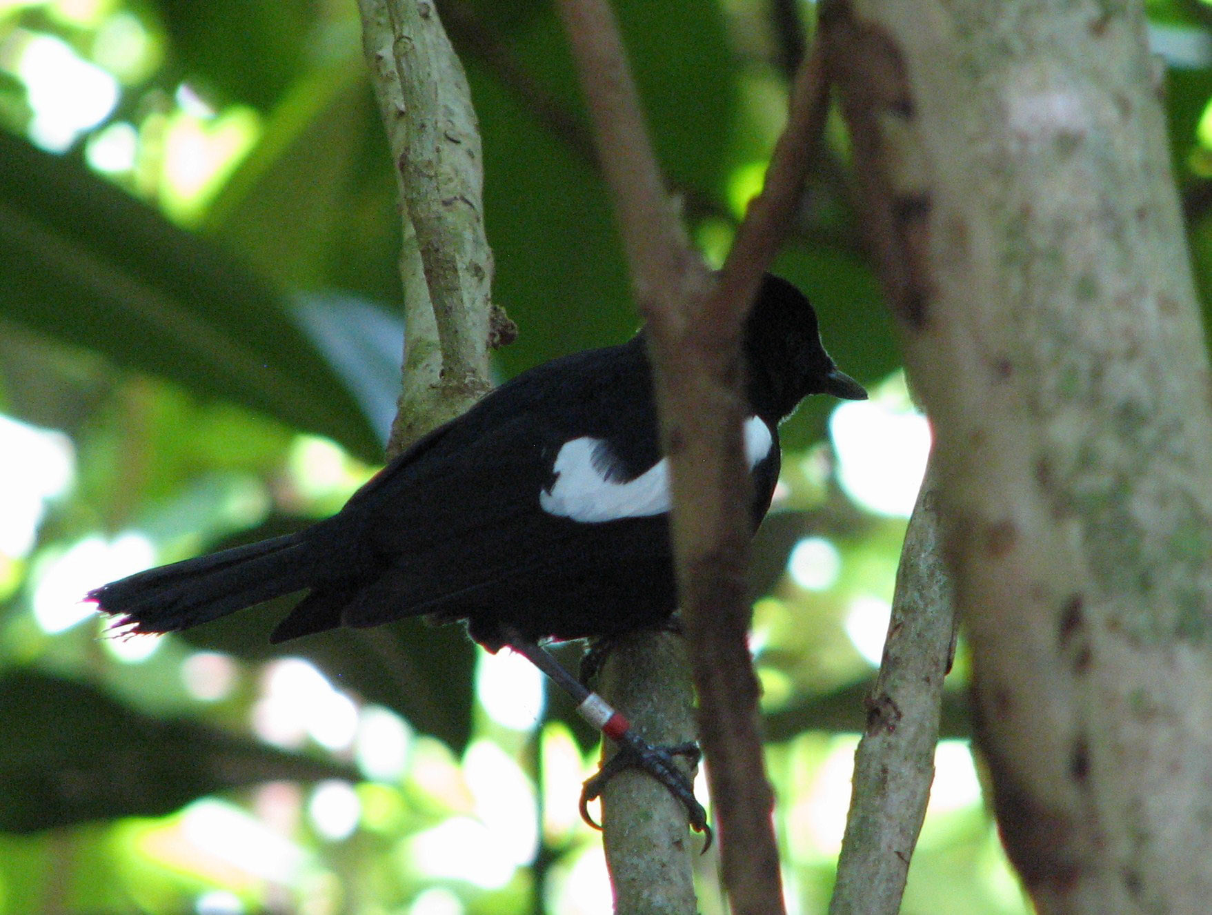 Seychelles magpie robin