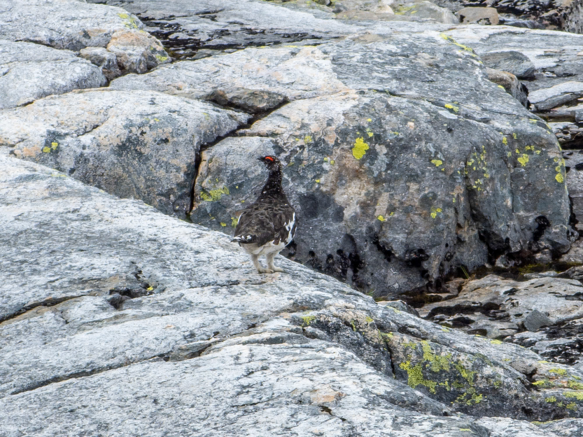 Rype på Storevarden