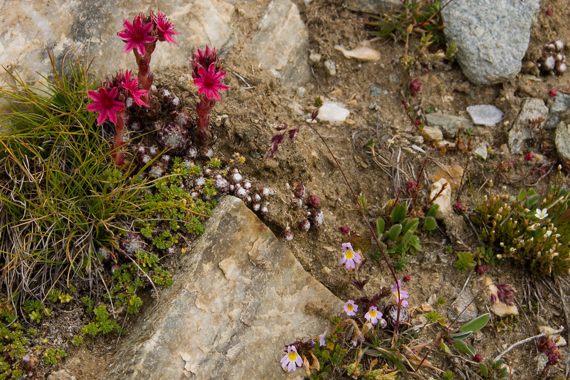 Bergknapp, Gornergrat ved Zermatt