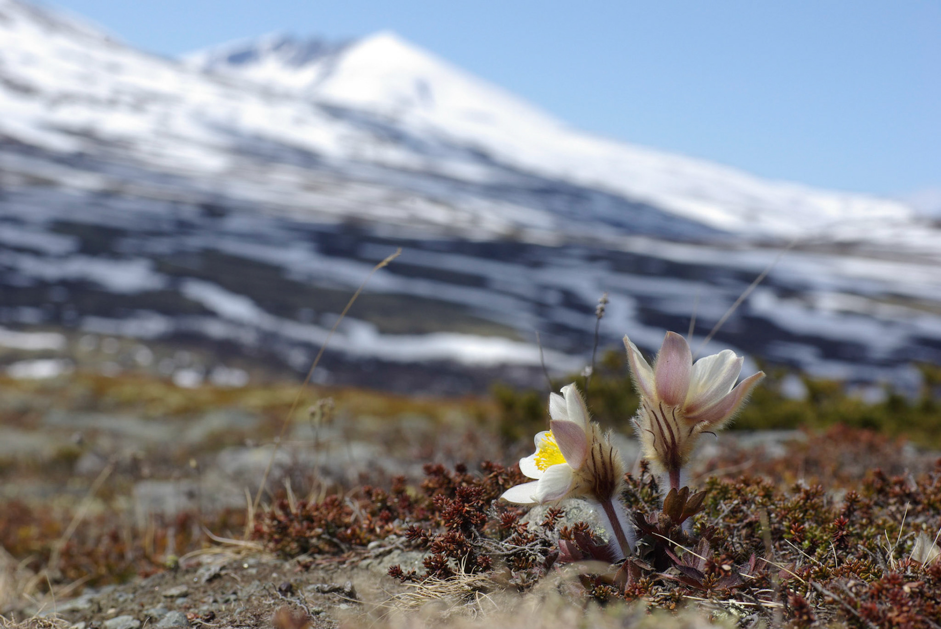 Mogop ved Knutshø. Snøhetta