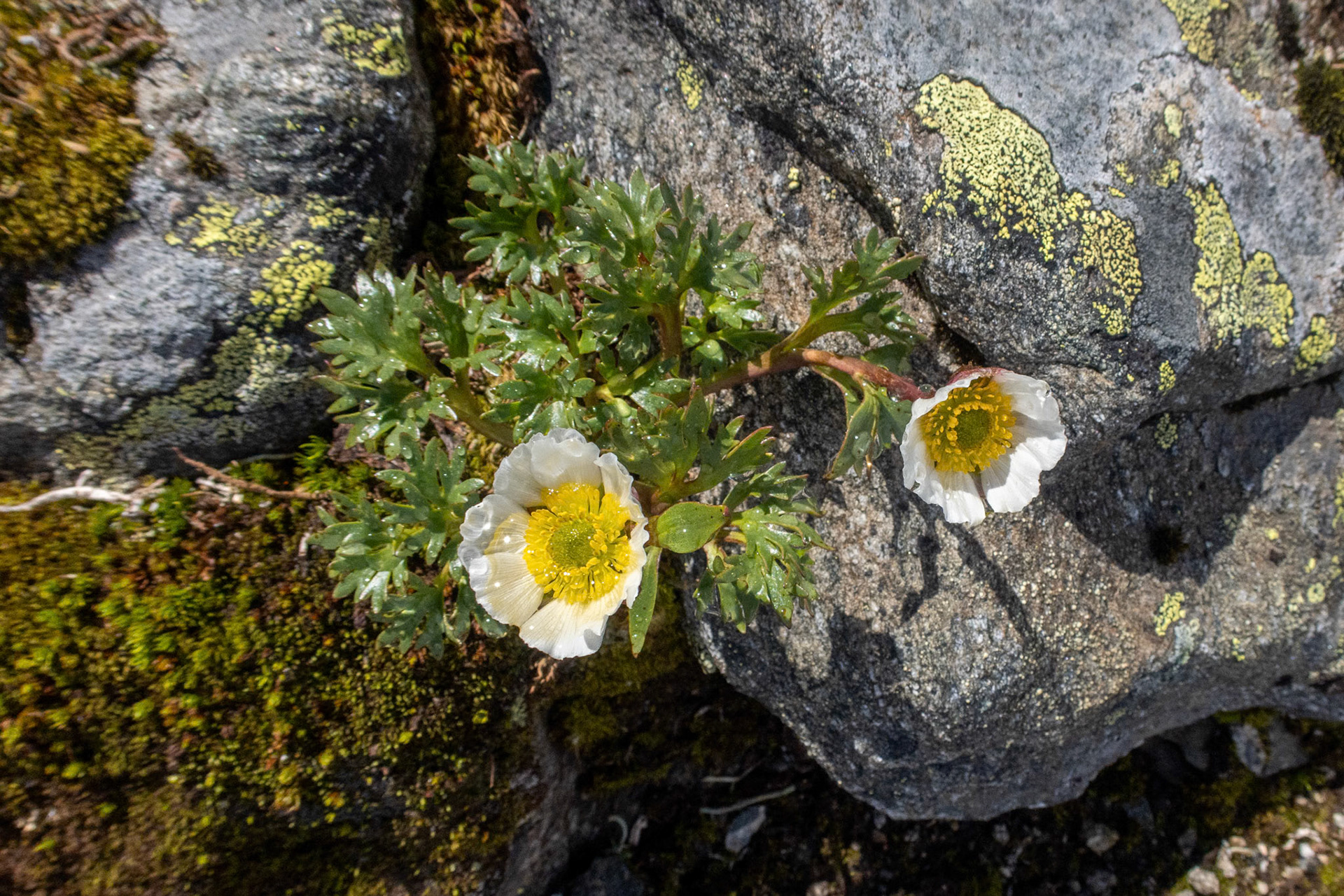 Issoleie på Kvannebakknova