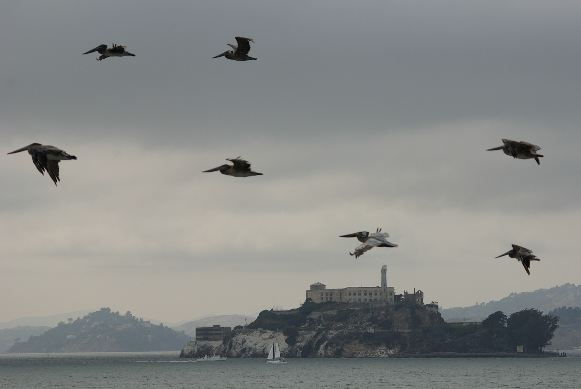 Brunpelikan (California)