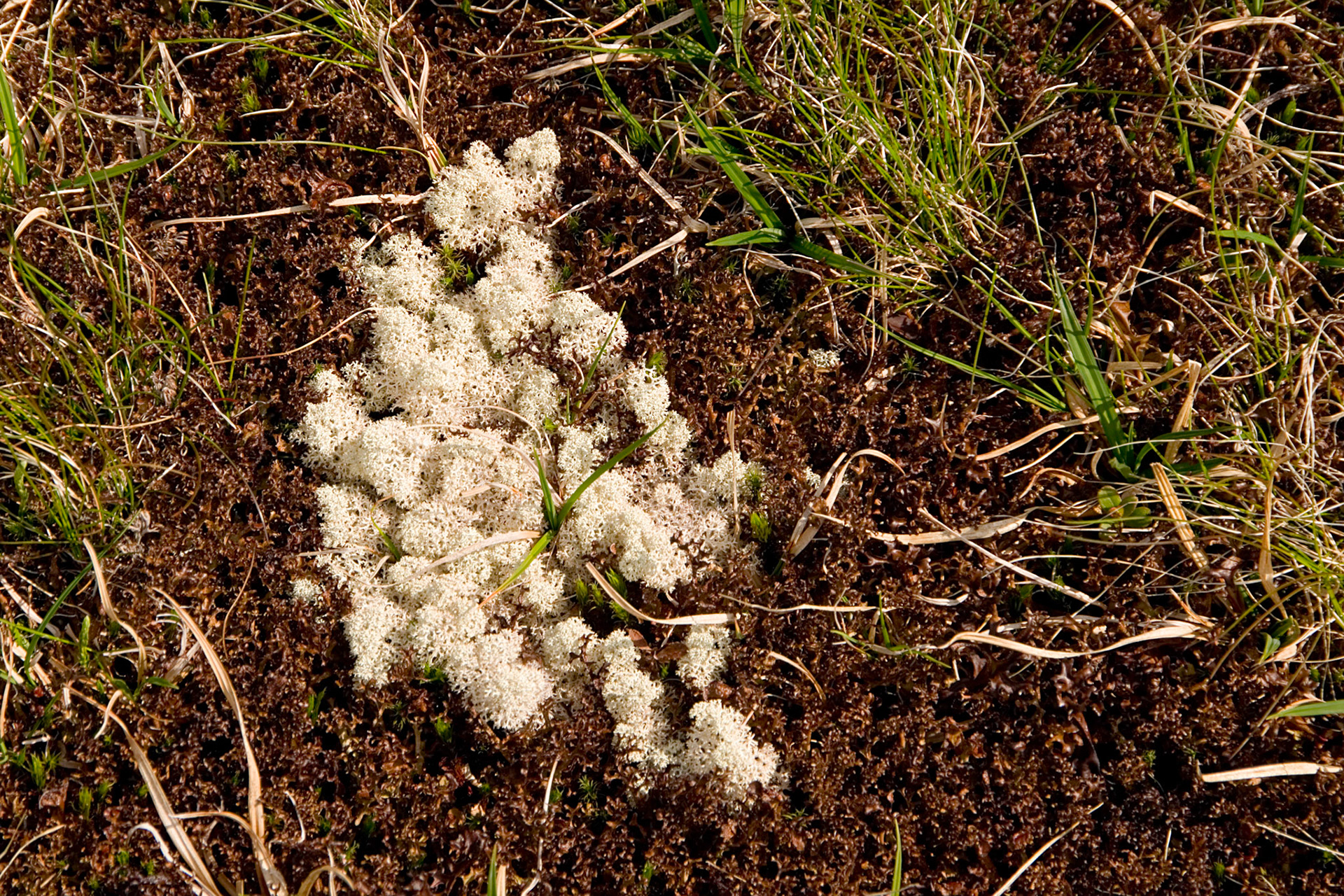 Brun koralllav og kvitkrull