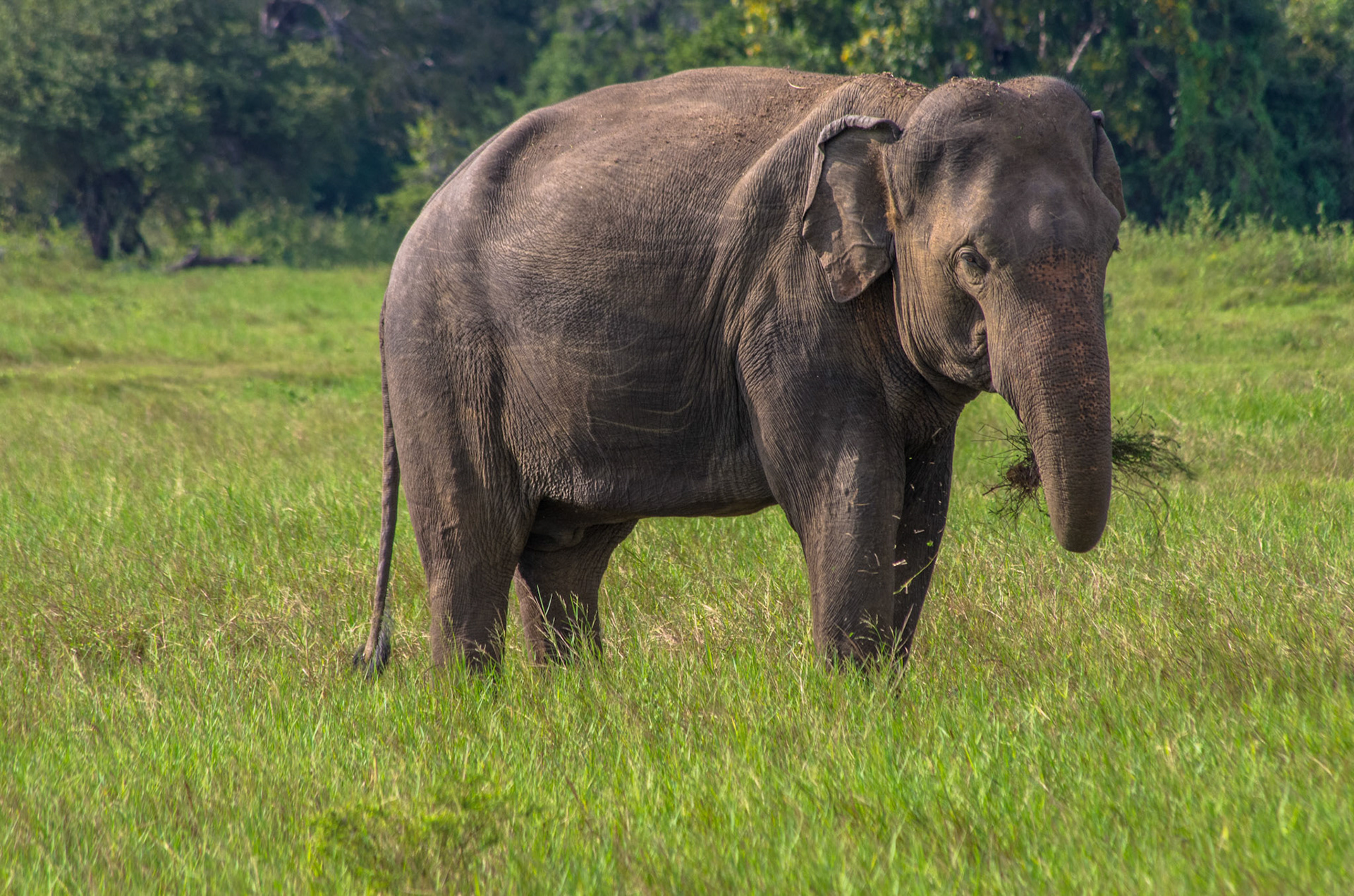Elefant (Sri Lanka)
