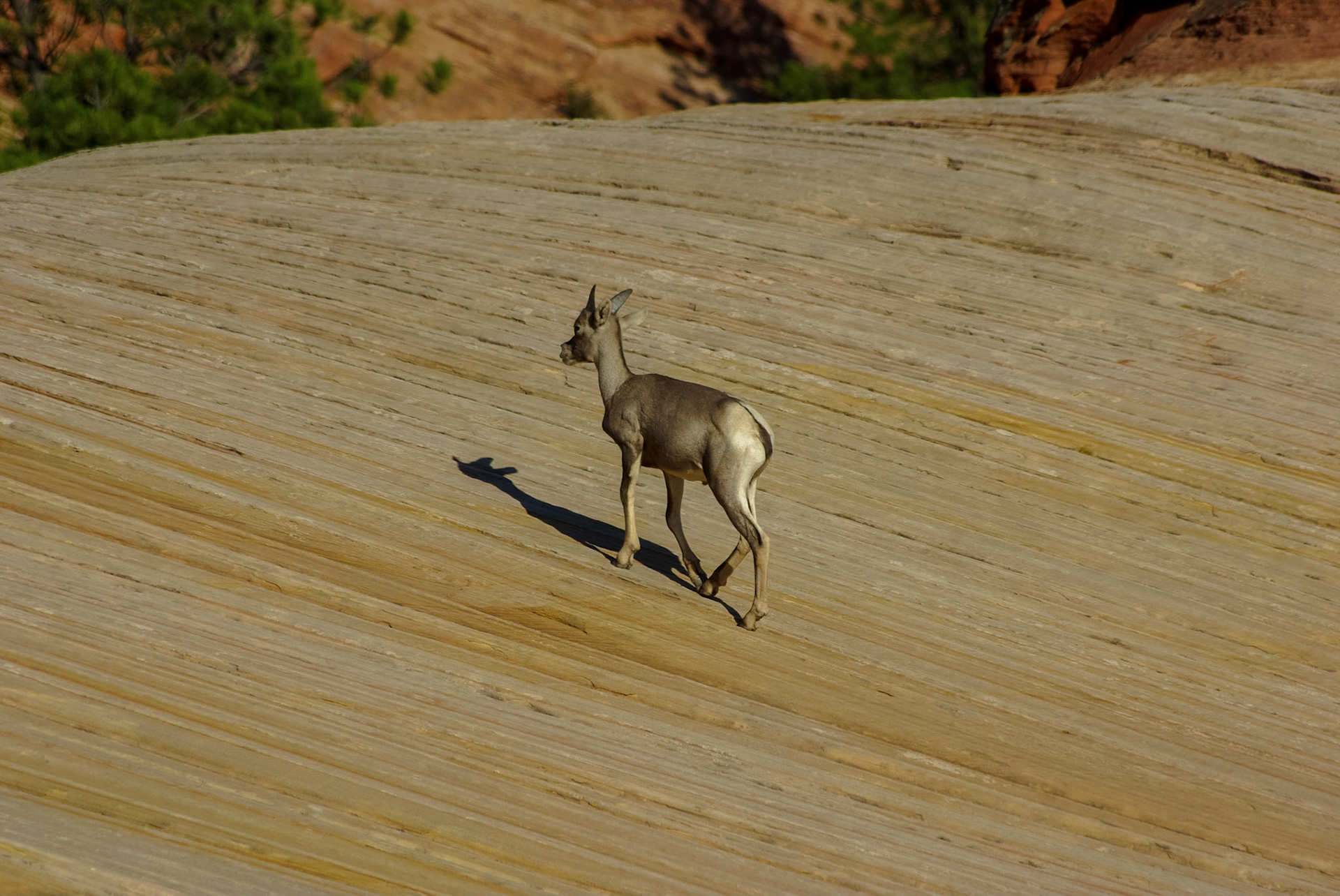 Zion, Utah