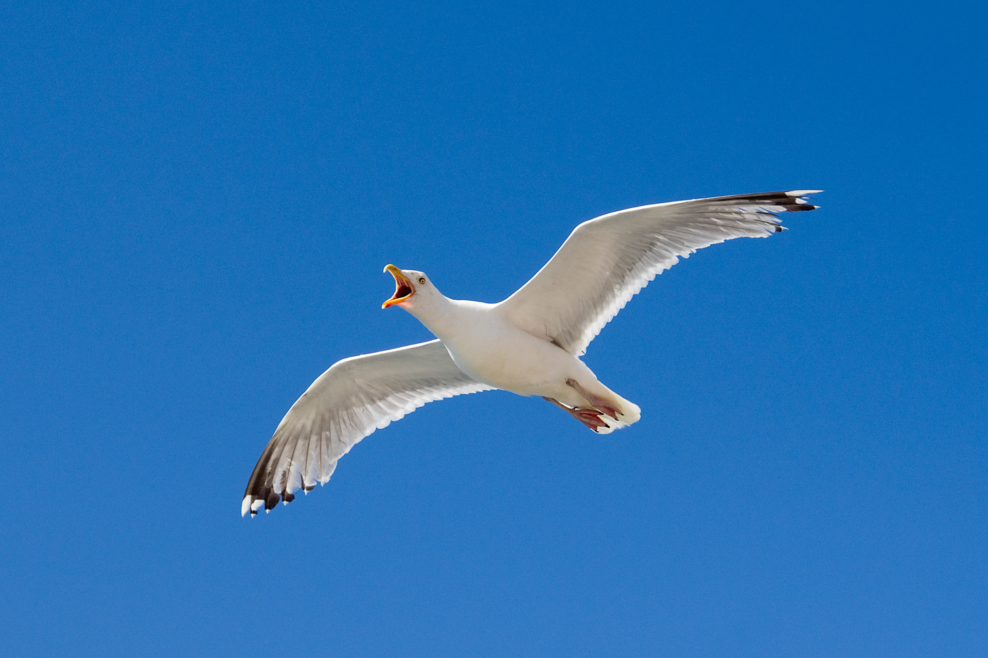 Gråmåke, Oslofjorden