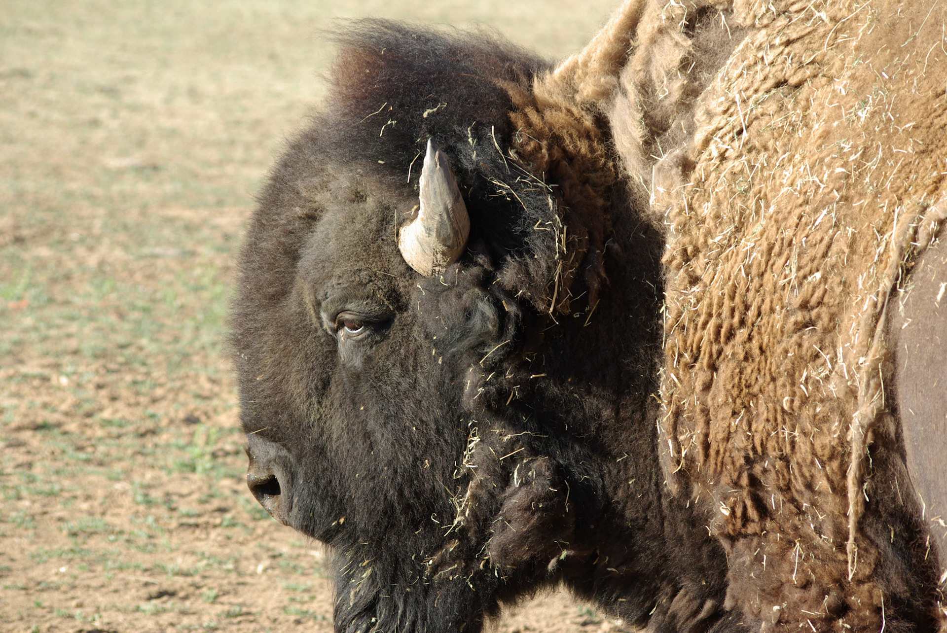 Bison (Utah)