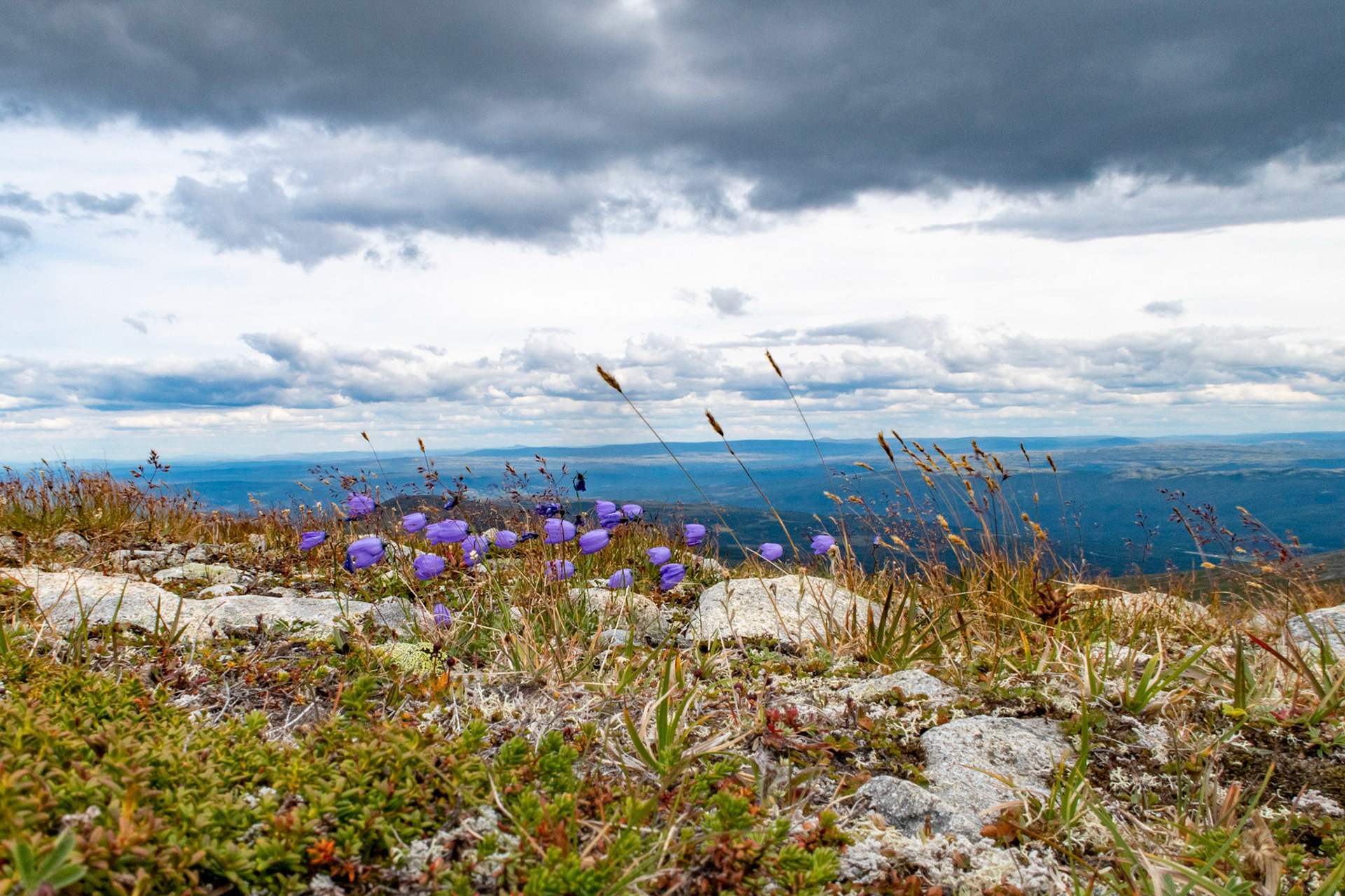 Blåklokker på Blåøret i Oppdal
