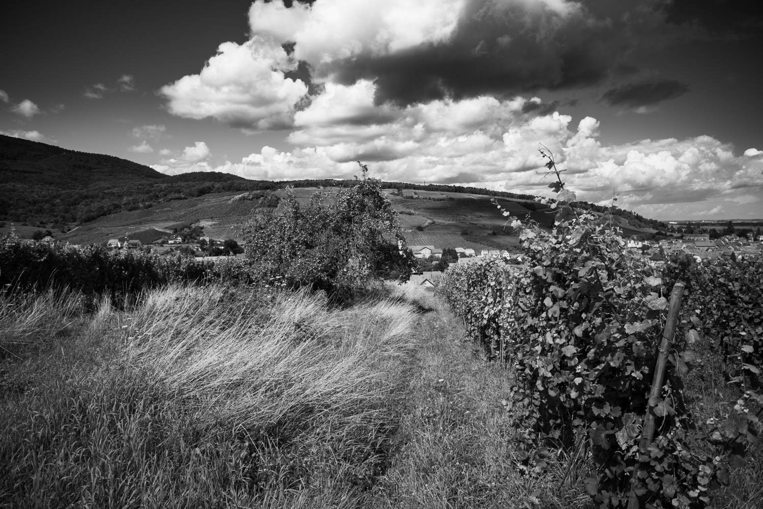 Corbières 66 @ 2021