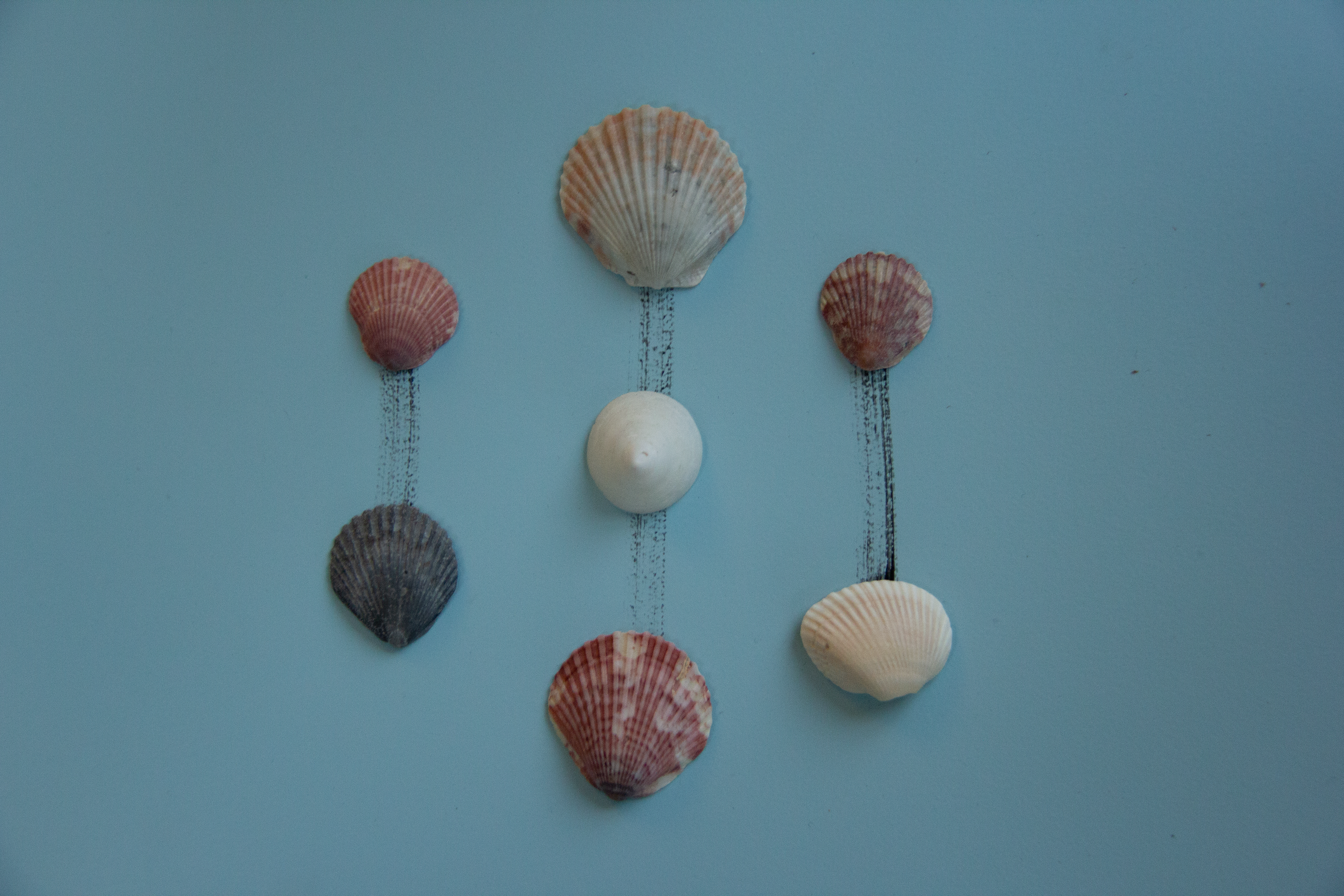 4. Scallop