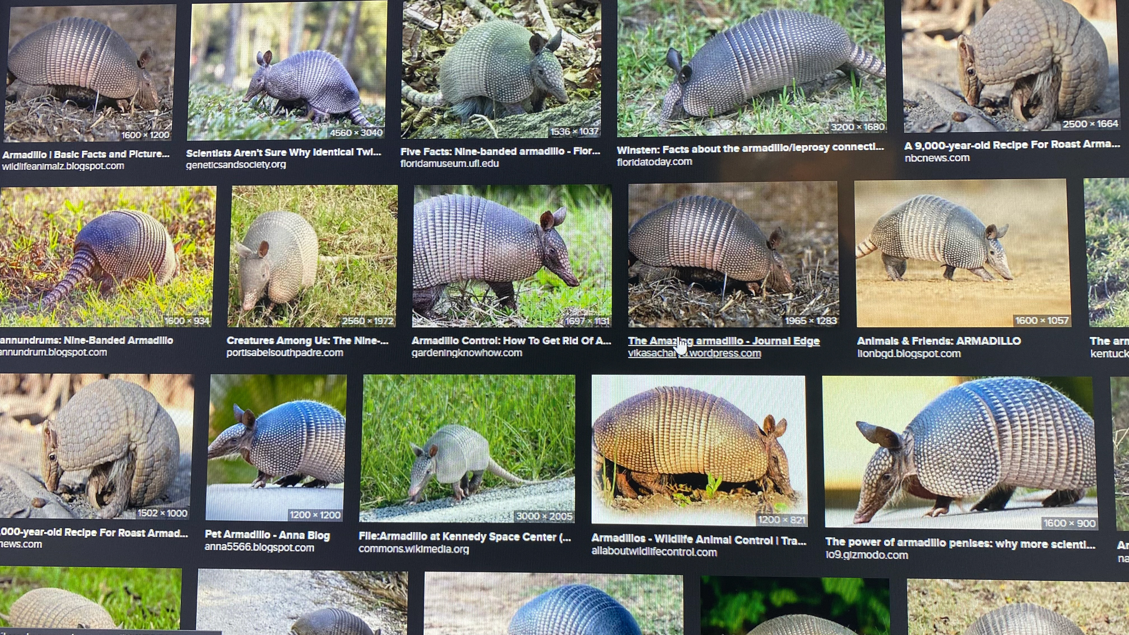 15. Armadillo