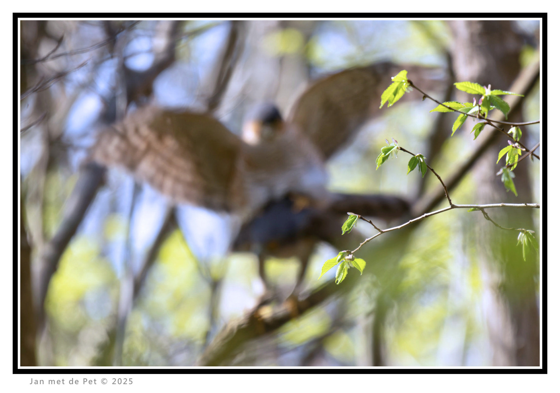 Sperwers (paring) - 3 april 2025
