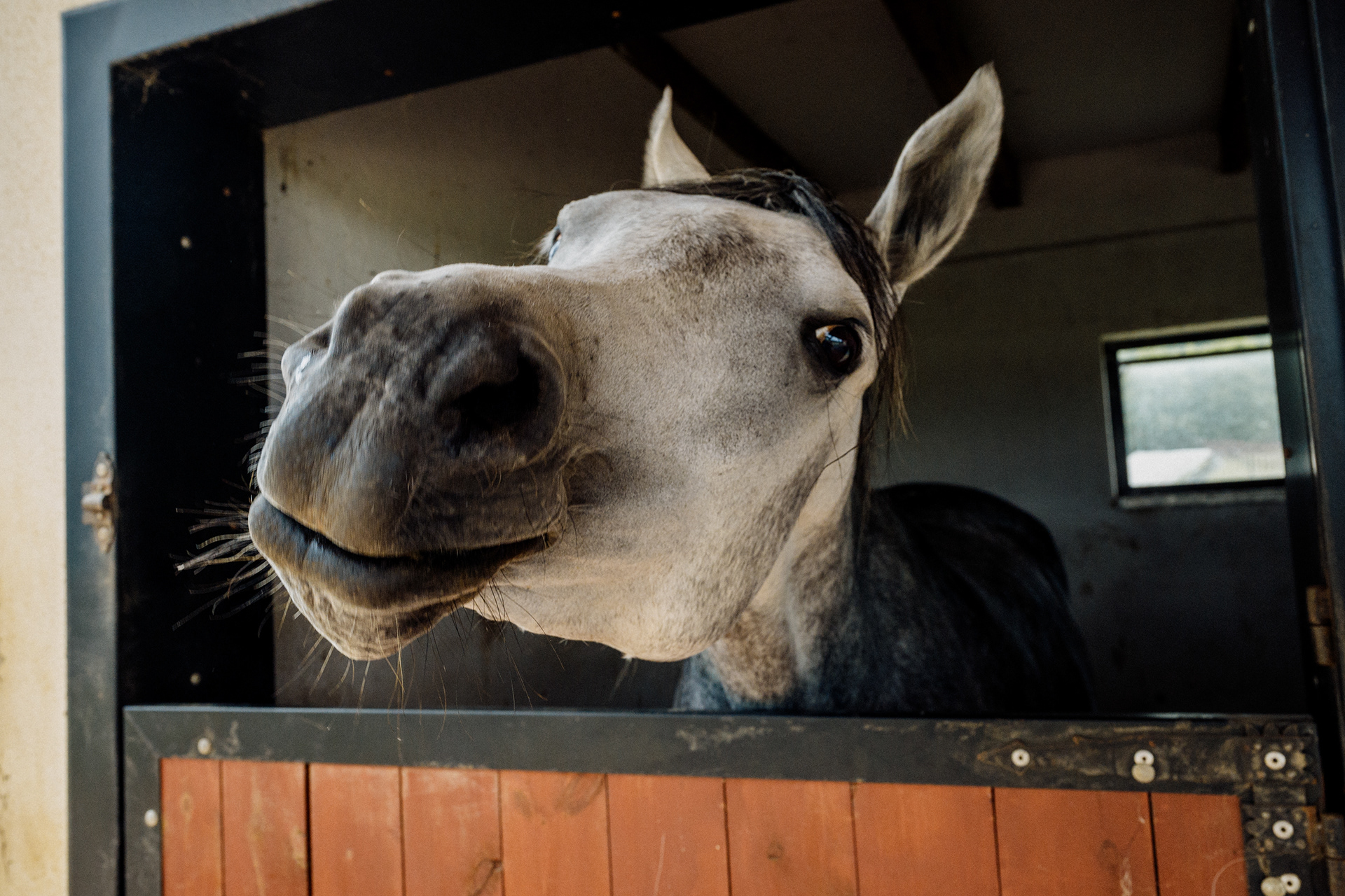 The Horse 003