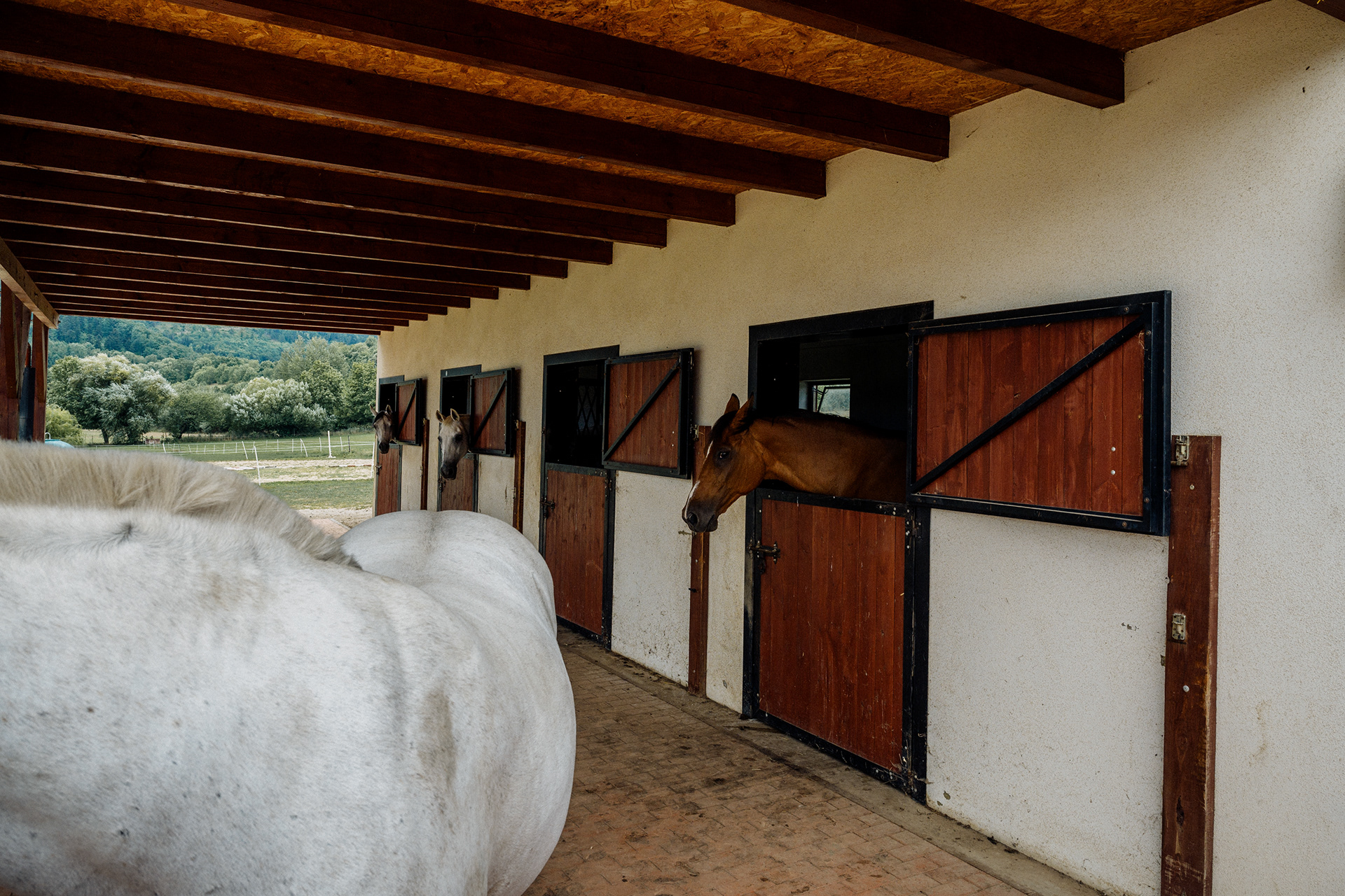 The Horse 018