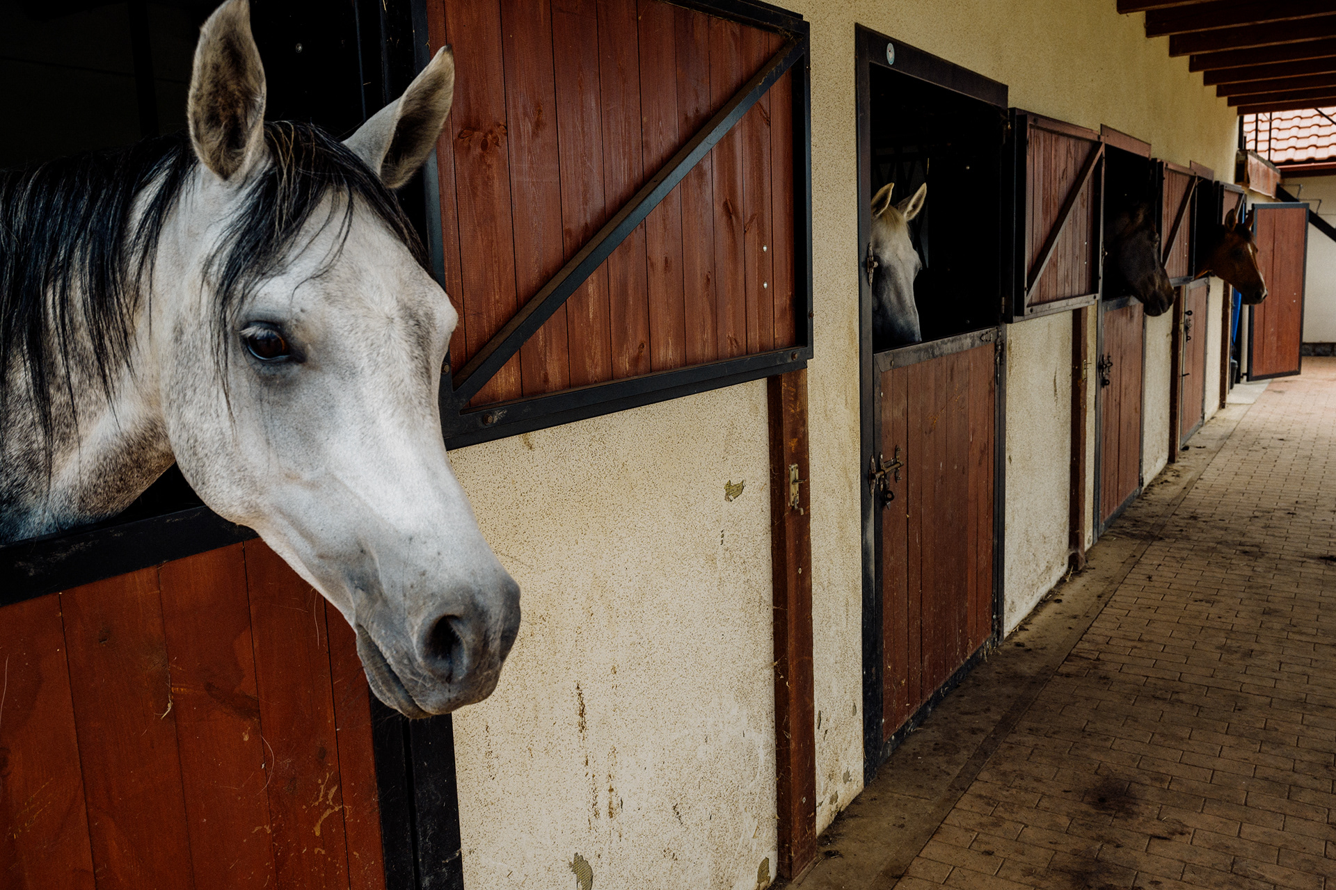 The Horse 001