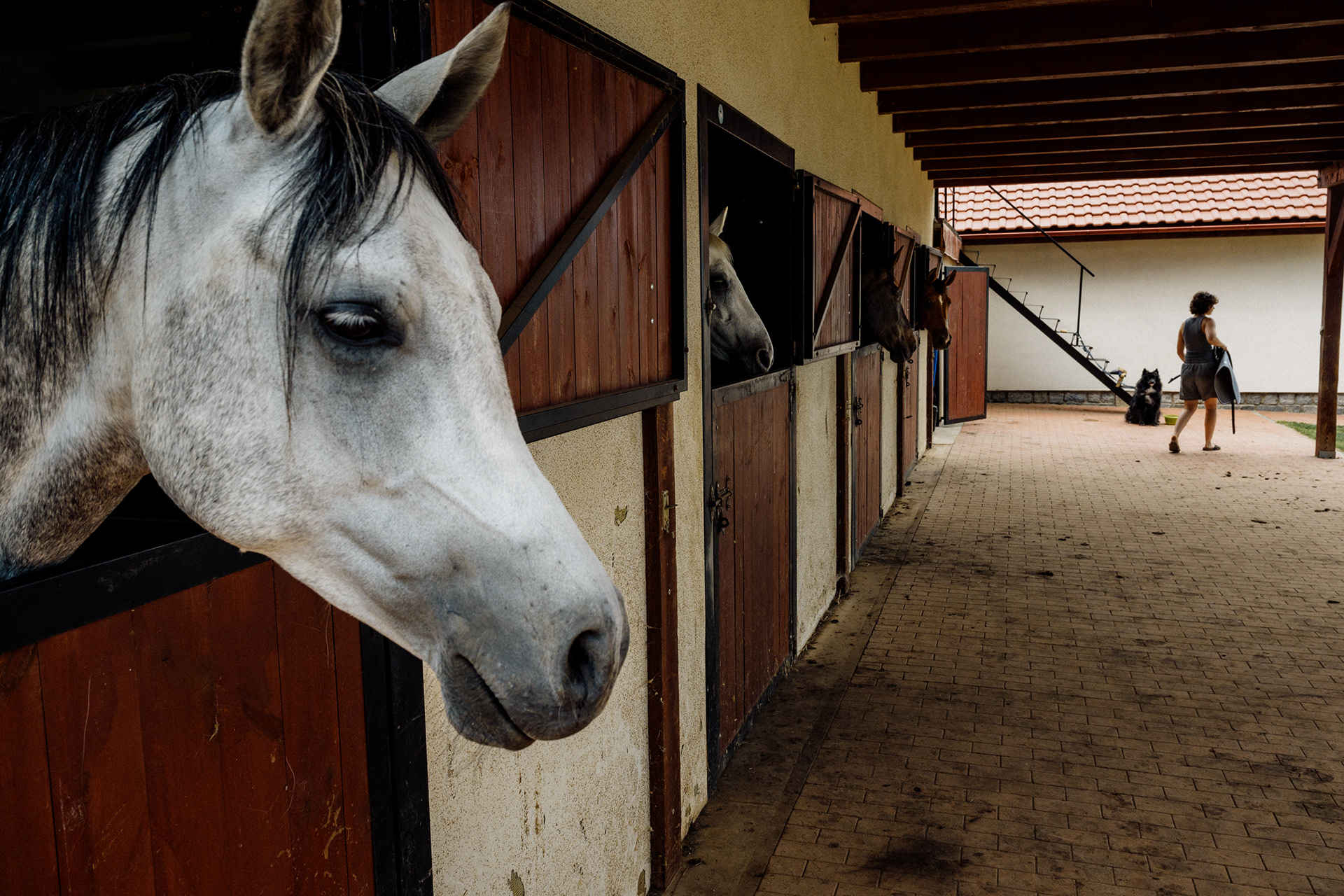 The Horse 017
