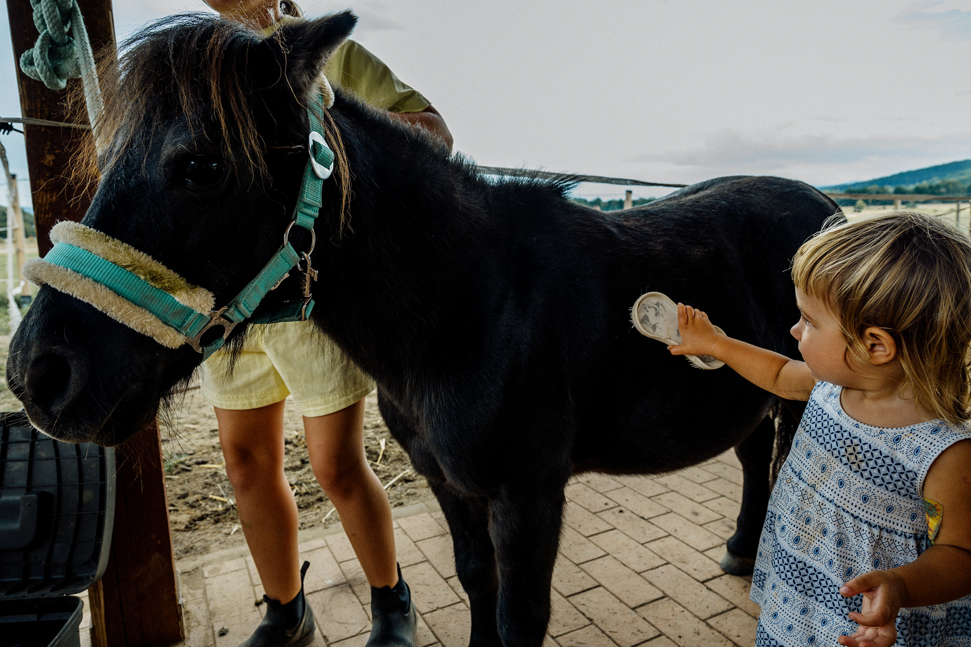 The Horse 009