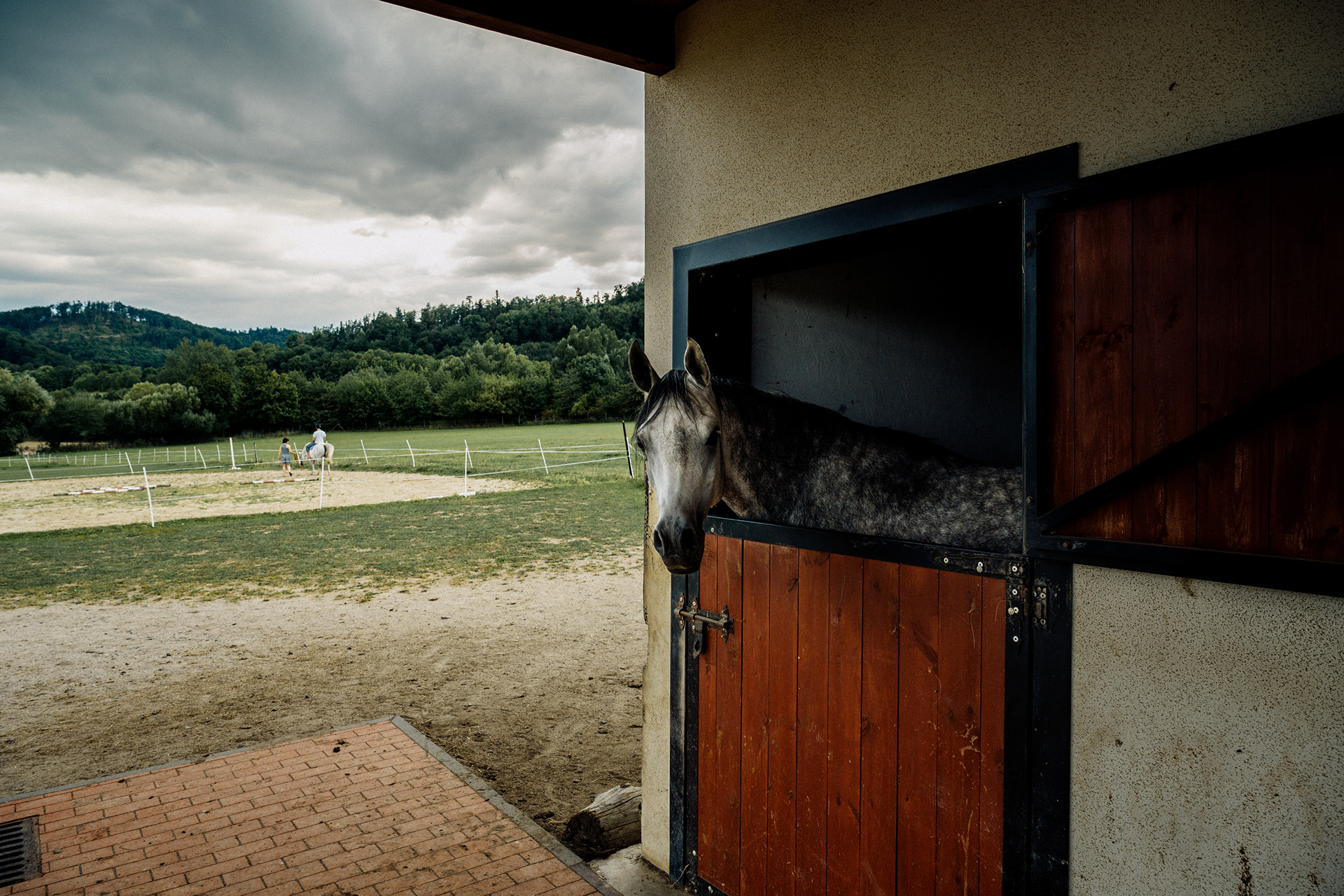 The Horse 002