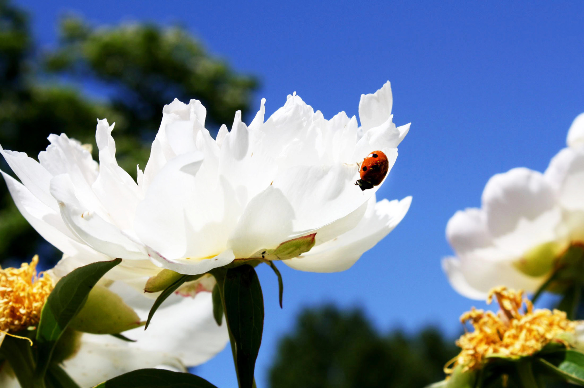 Fit for a Lady - National Arboretum (Washington D.C.)