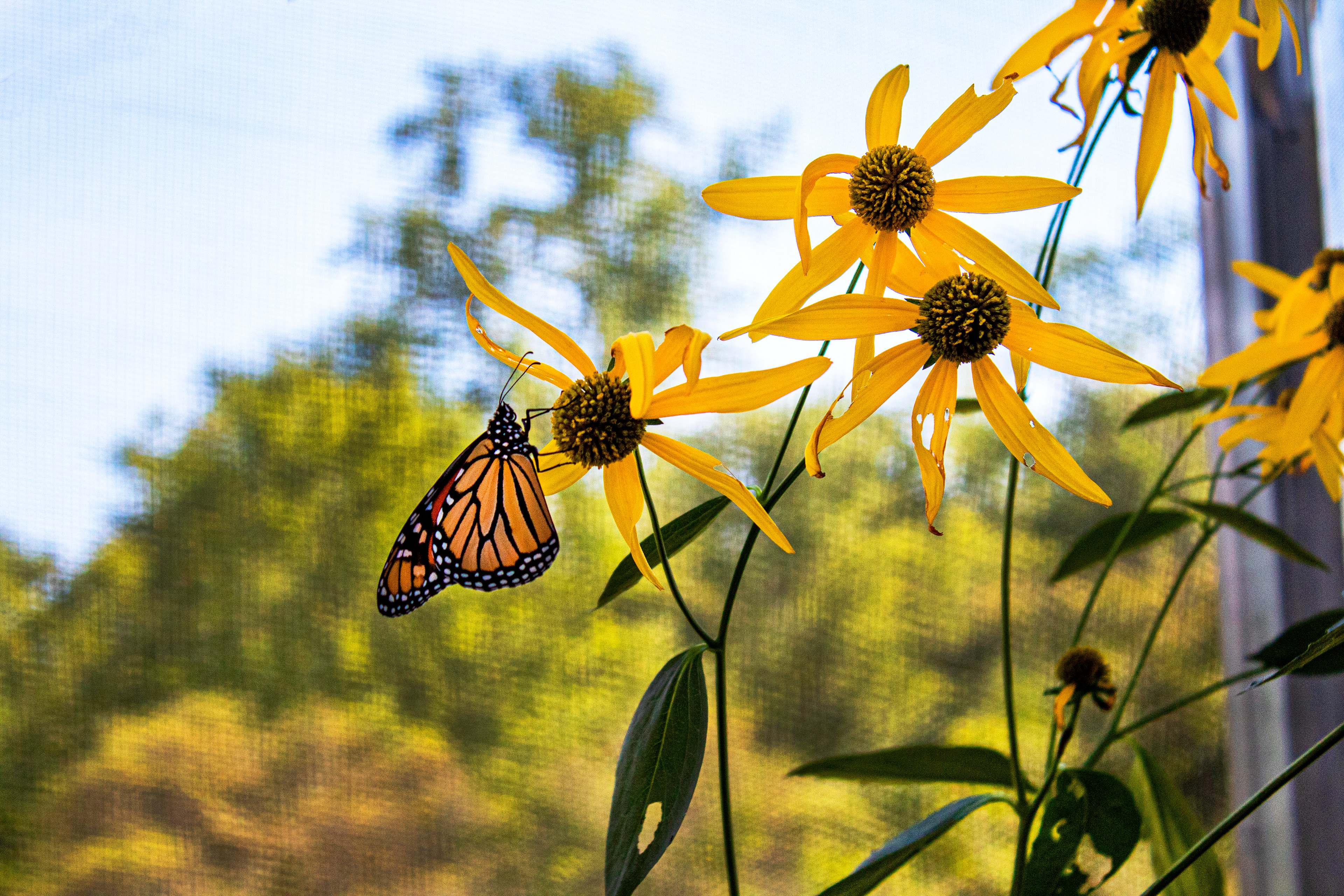 Amber Royalty - Ladew Topiary Gardens (Monkton, MD)