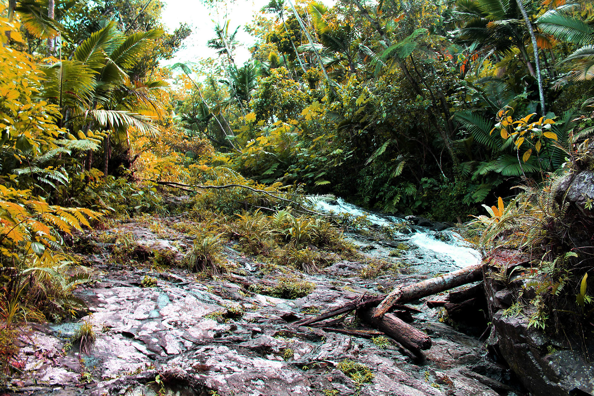 Golden Oasis - El Yunque (Puerto Rico)