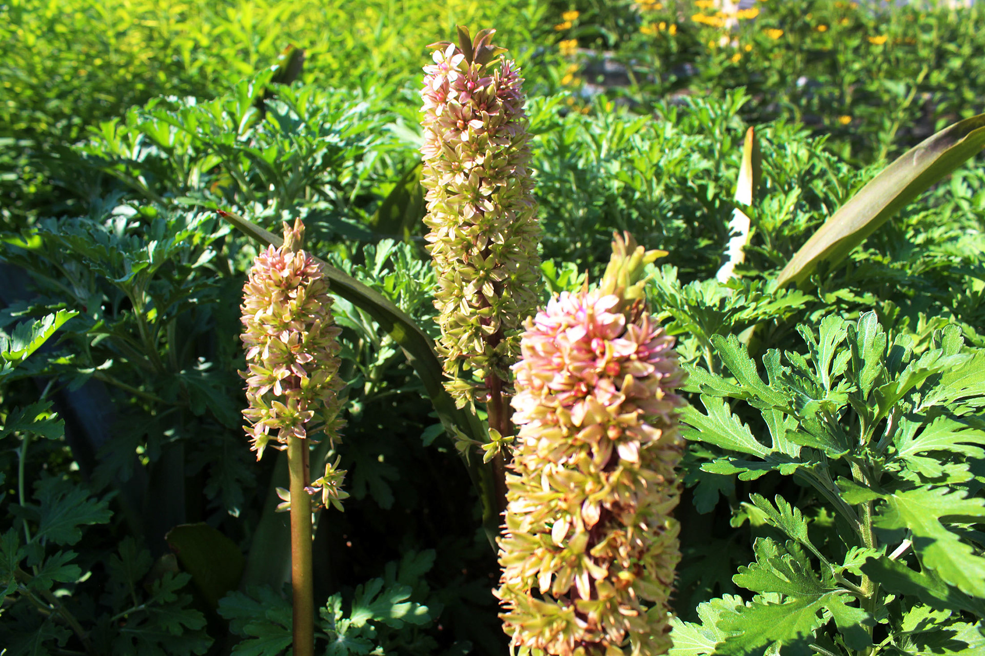 Sunny Trio - Bishop's Garden (Washington D.C.)
