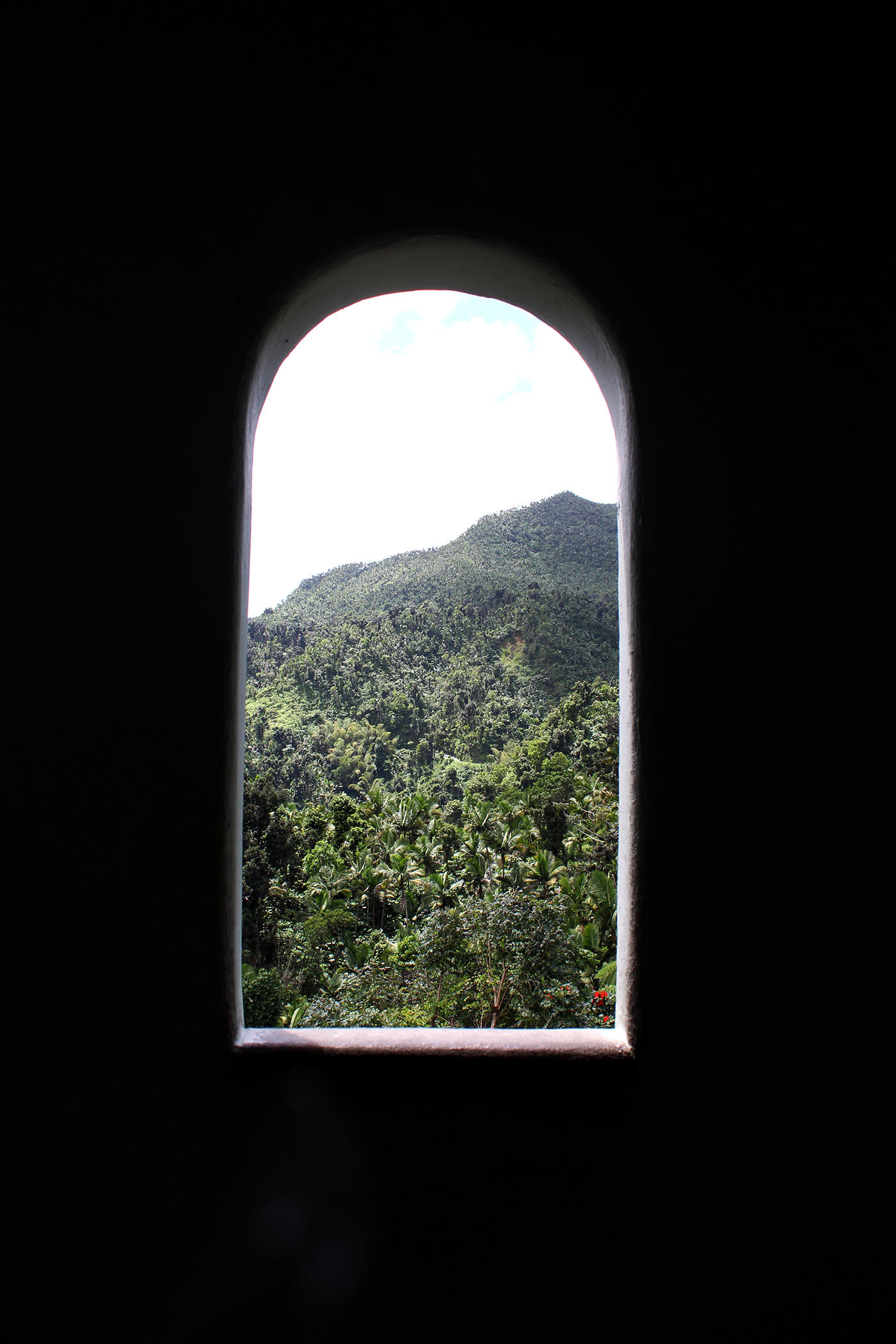Window to the Wild - El Yunque, Puerto Rico