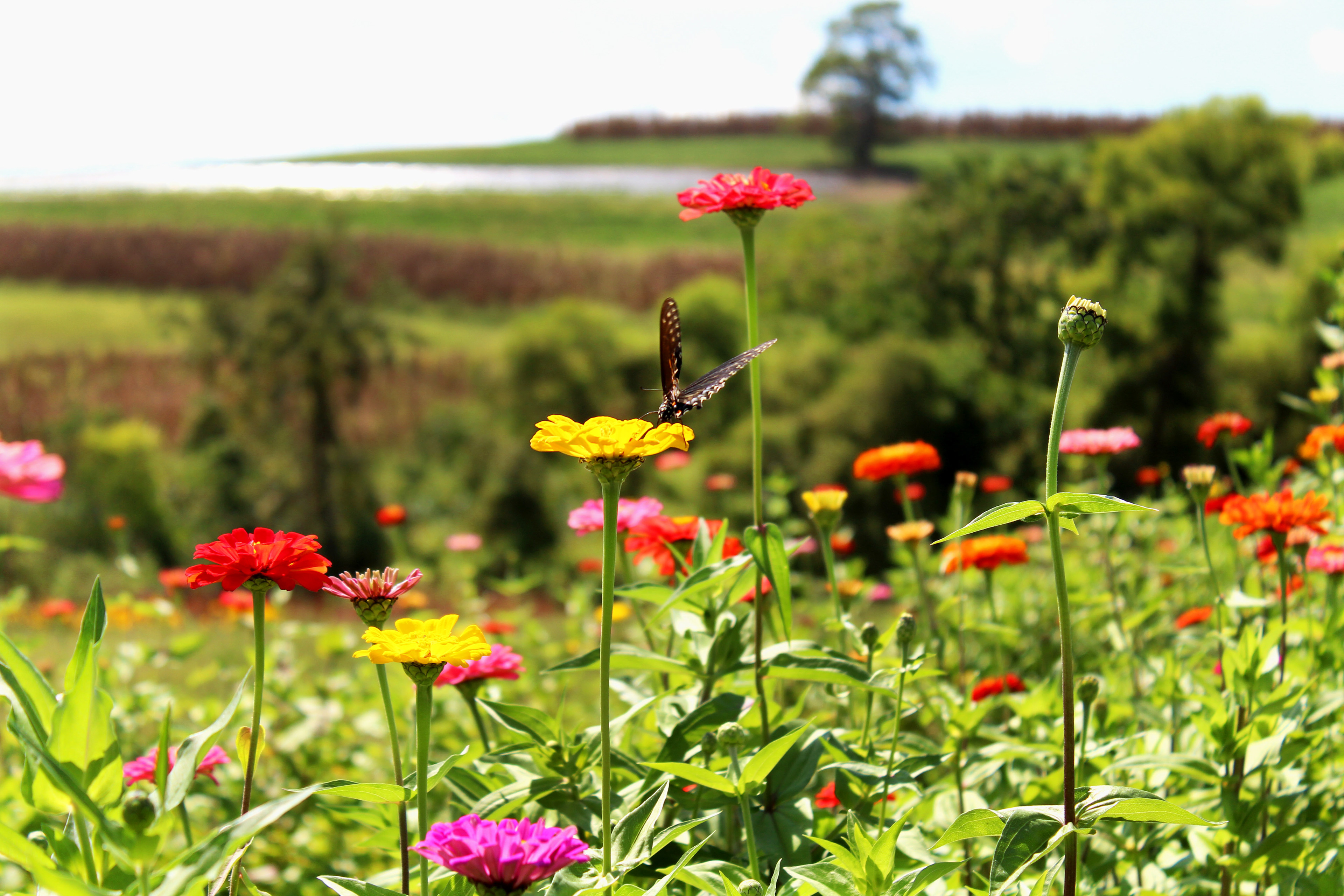Blossom Breeze - Simmon's Farm (McMurray, PA)