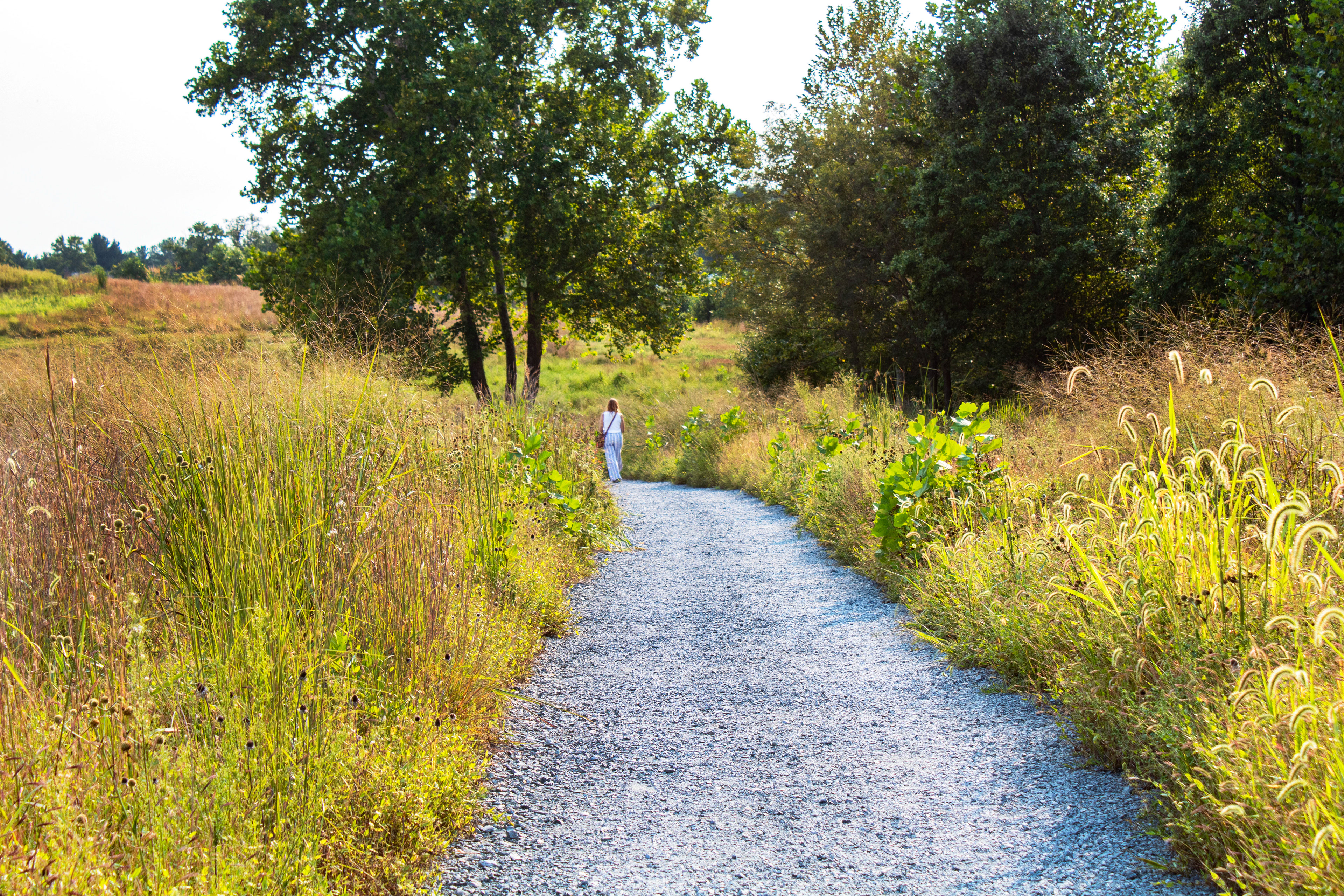 A Walk in the Field - Glenstone Gardens (Travilah, MD)