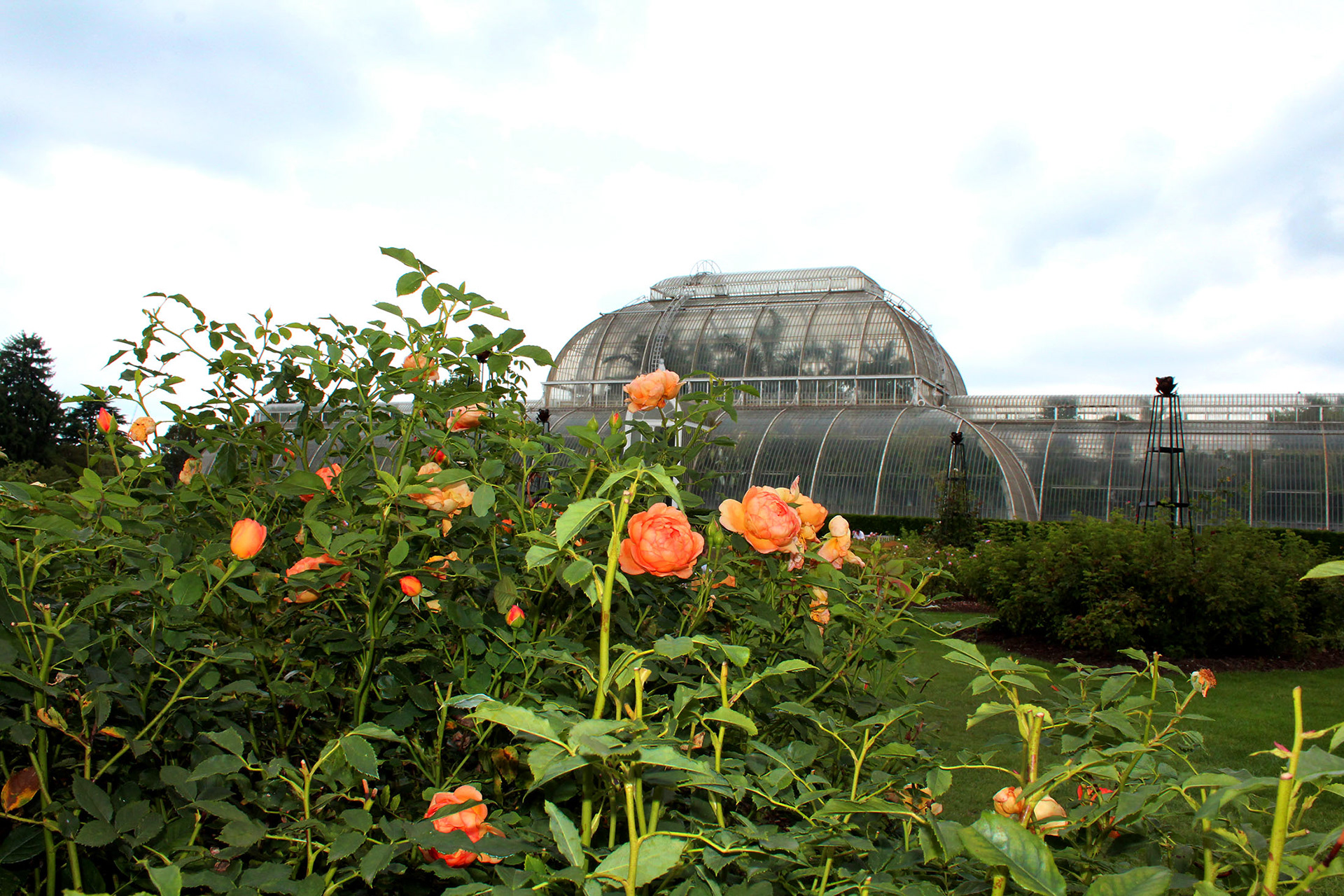 Orange Bloom - Kew Gardens (England)
