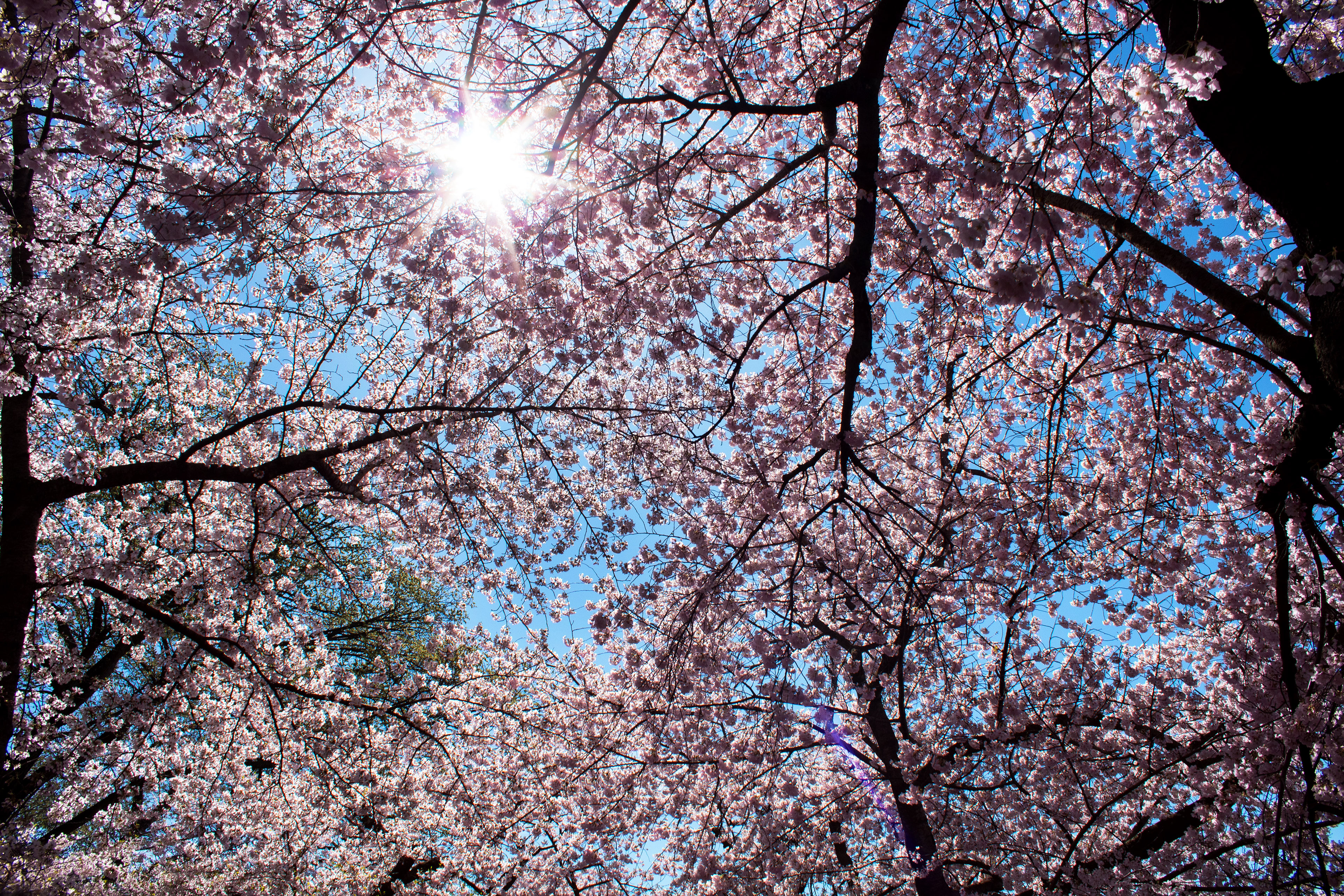Sunlit Blossoms - Washington D.C.