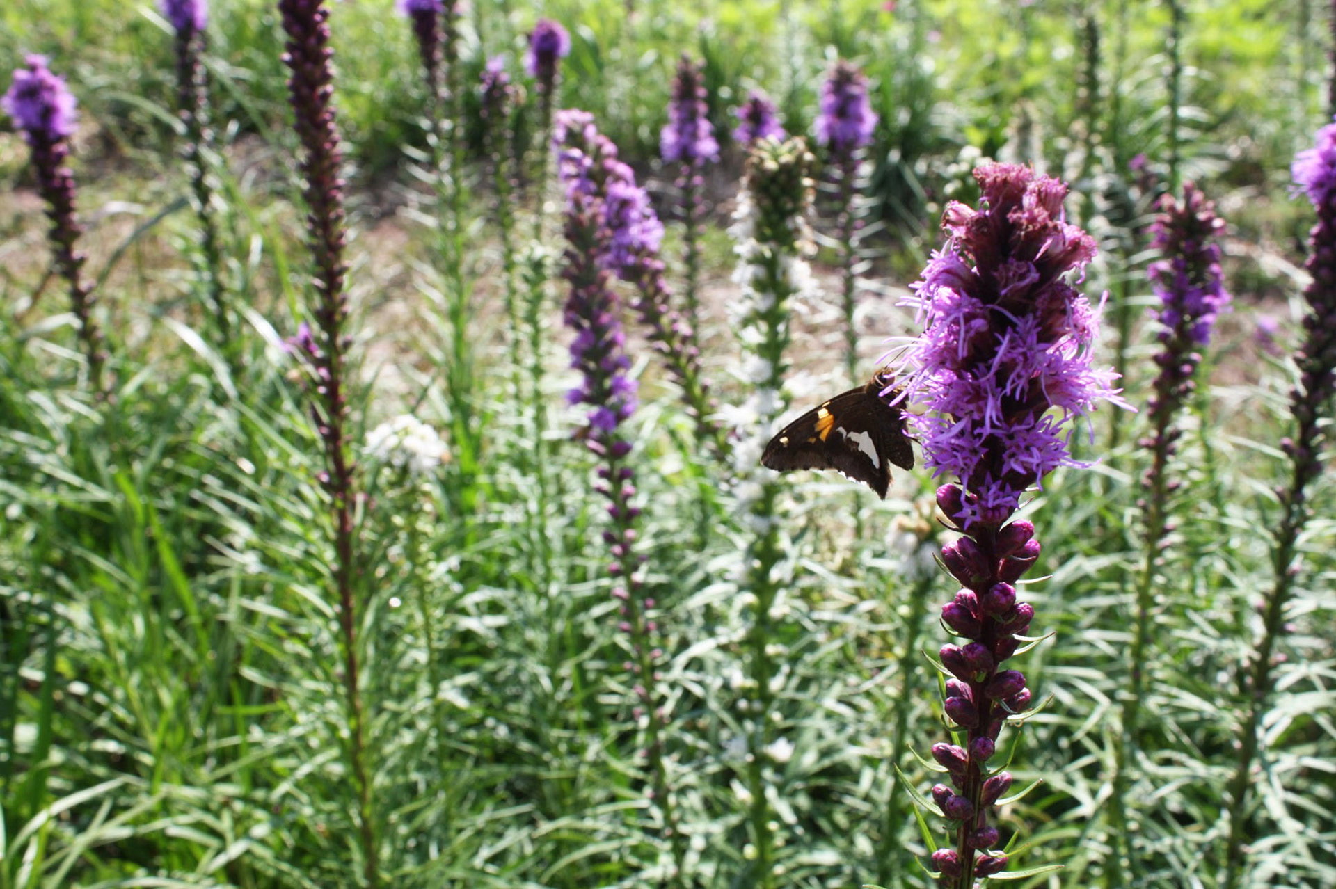 The Purple Patch - Burnside Farms (Nokesville, VA)