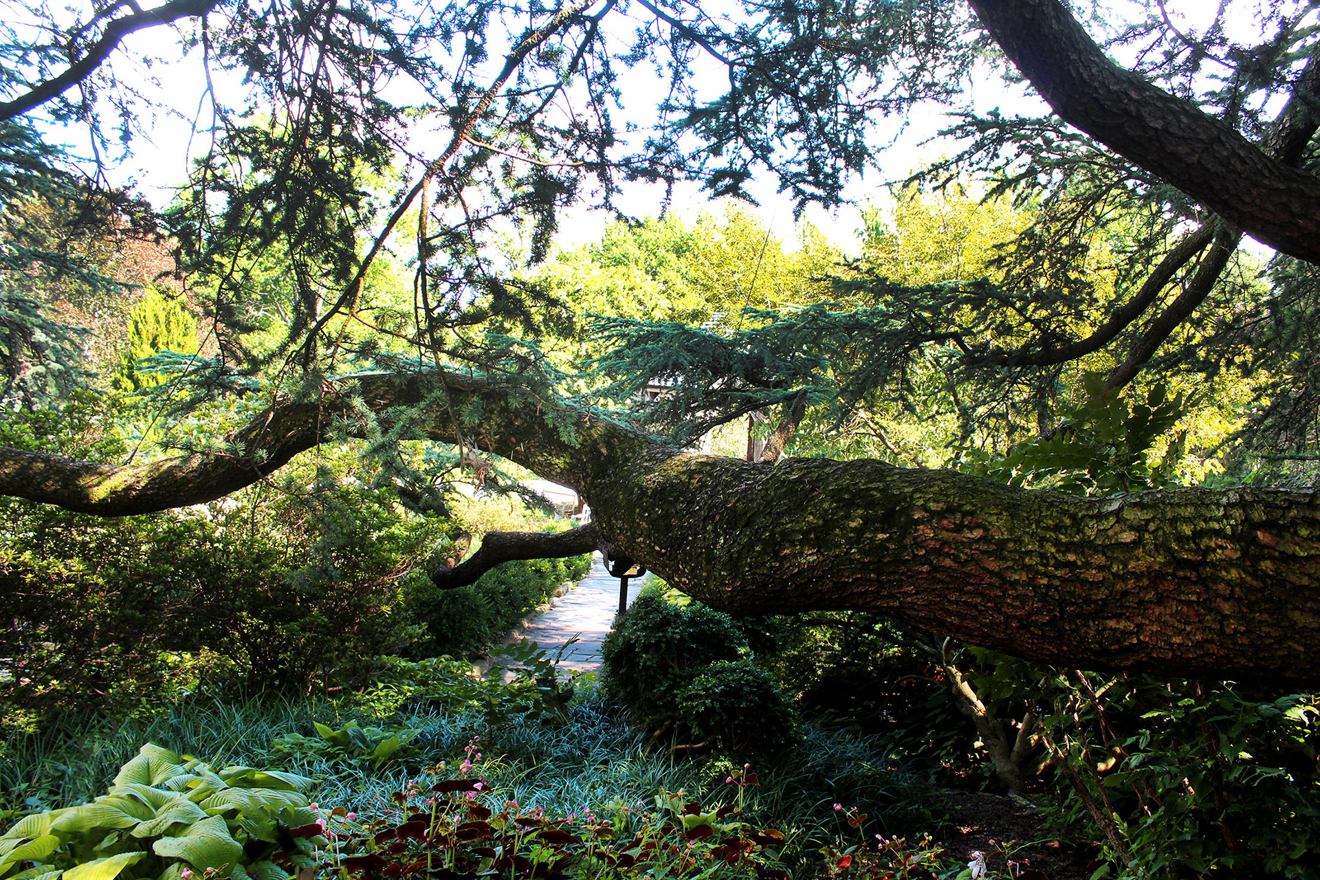 Branching Out - Bishop's Garden (Washington D.C.)