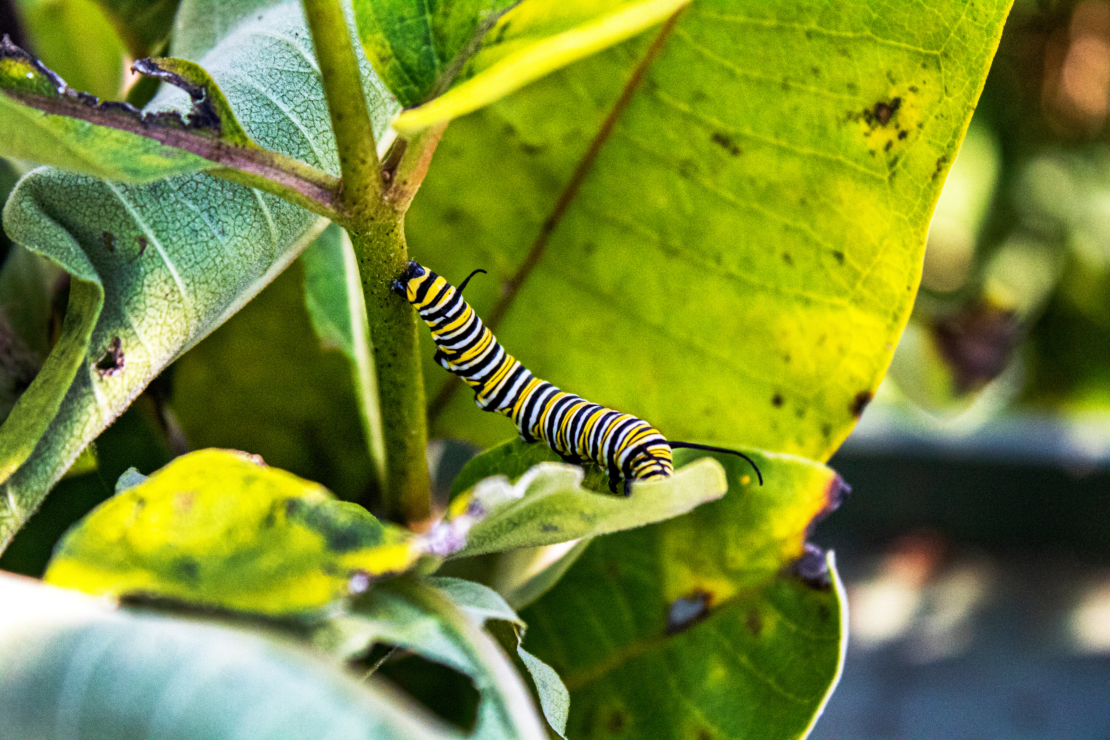A Hungry Caterpillar - Ladew Topiary Gardens (Monkton, MD)