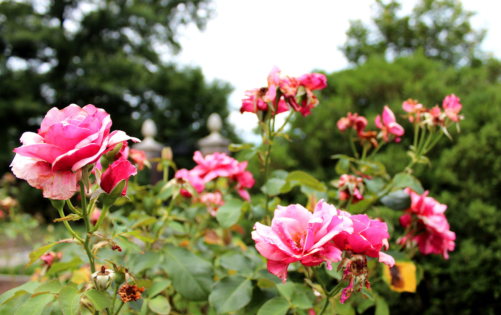 Pink Love - Dumbarton Oaks (Washington D.C.)