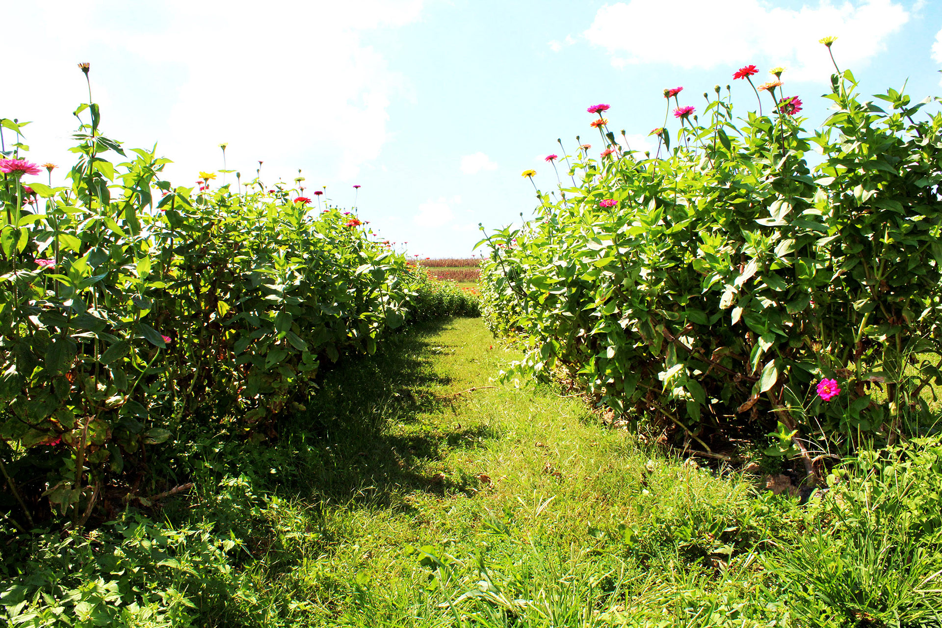 Meandering in a Meadow - Simmon's Farm (McMurray, PA)