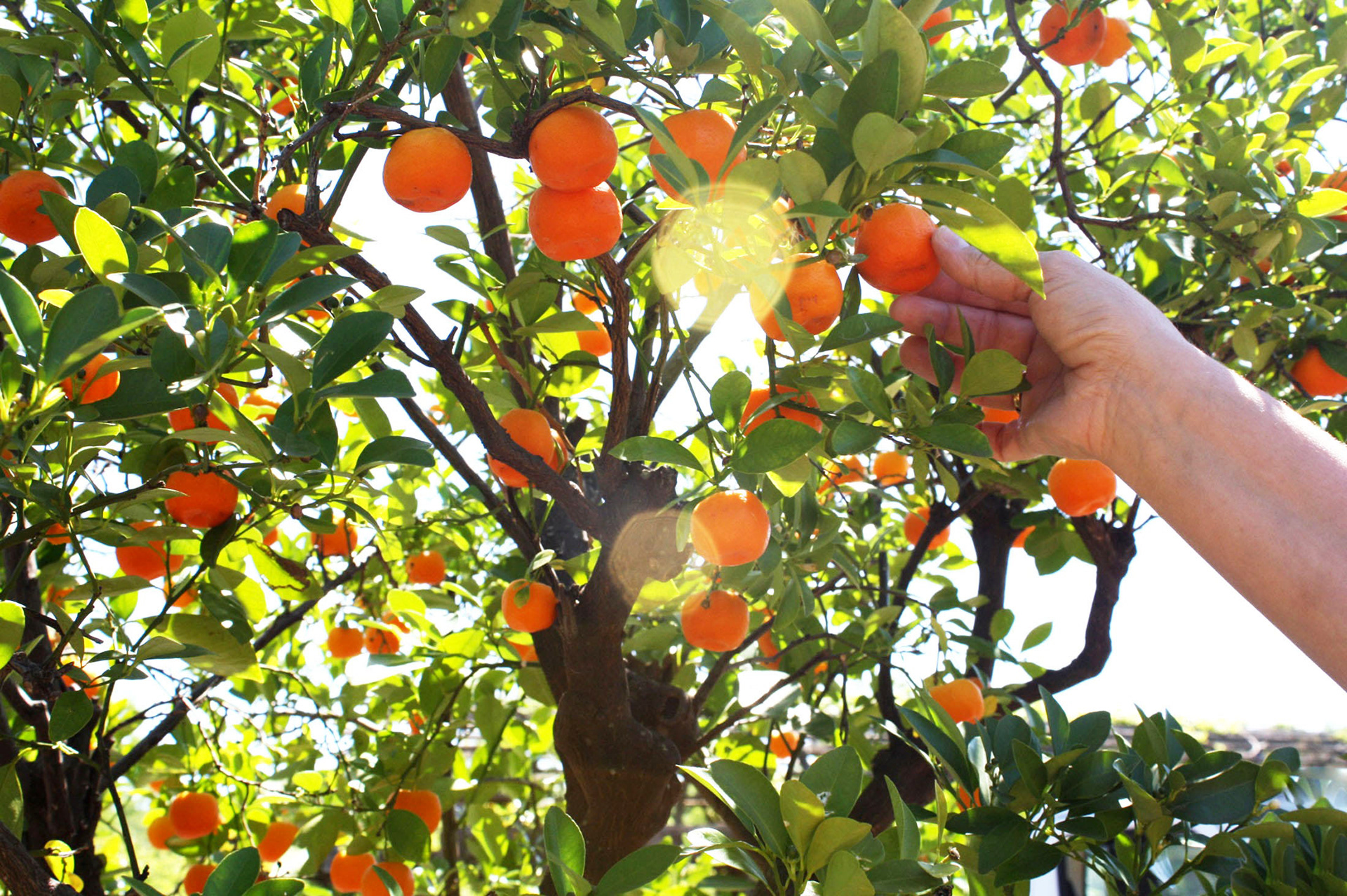 Orange Pluck - National Arboretum (Washington D.C.)