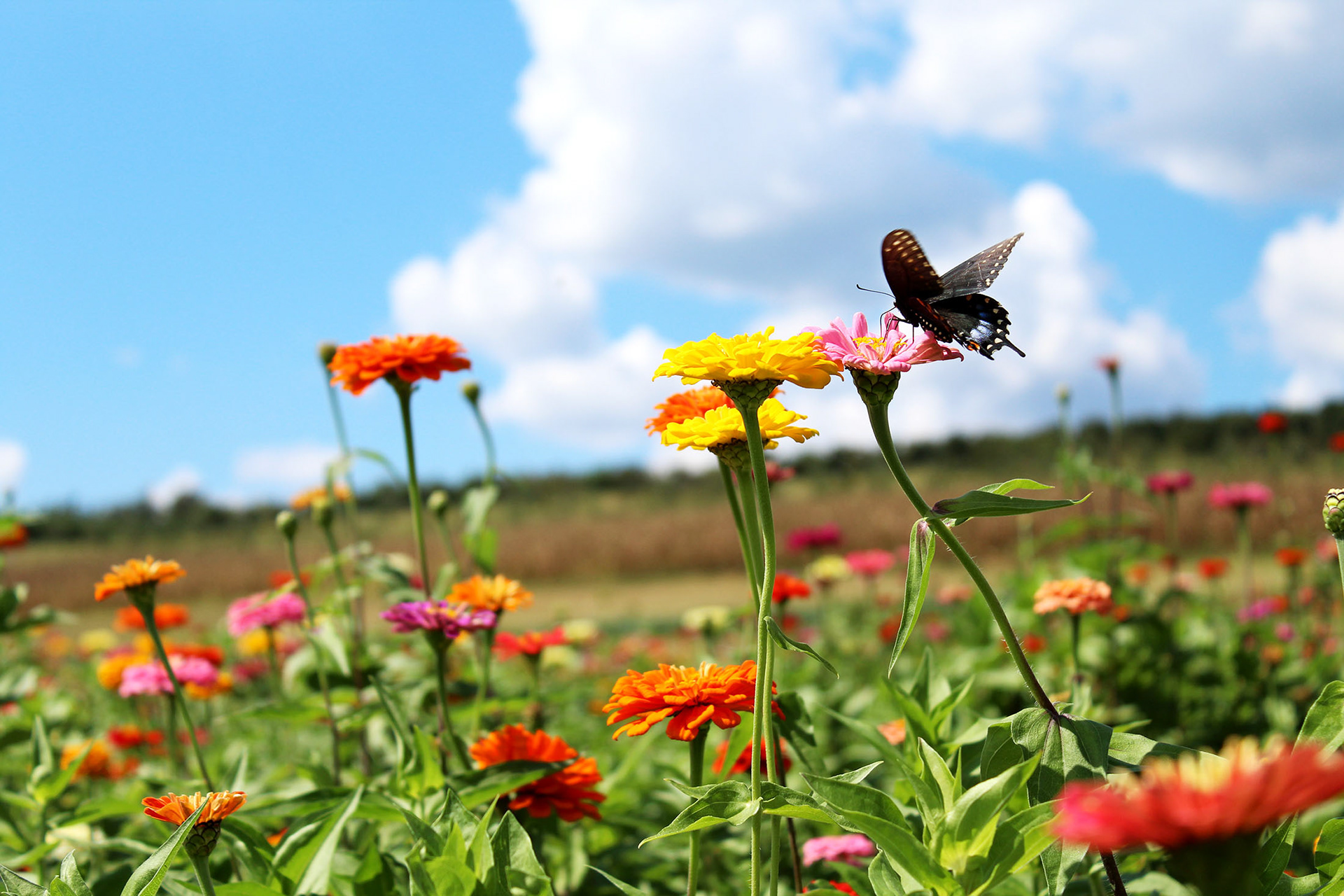 Flower Power - Simmon's Farm (McMurray, PA)