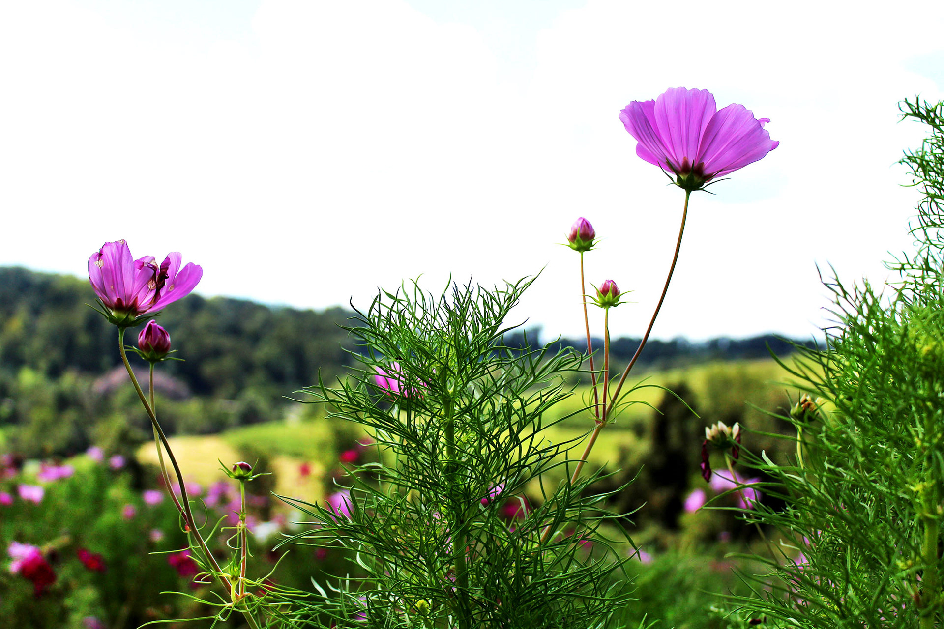 Lilac Light - Simmon's Farm (McMurray, PA)