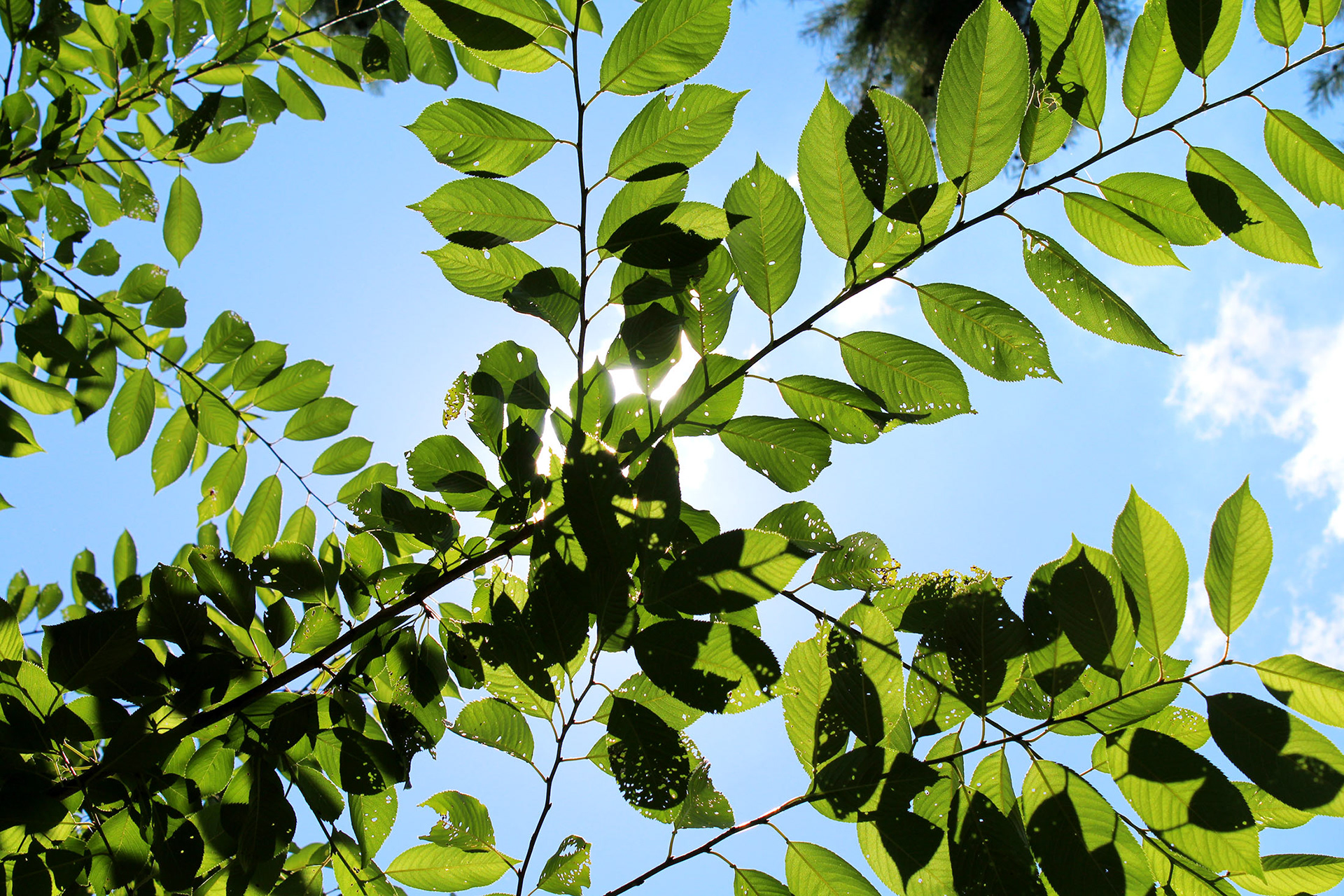 Radiant Reach - Mom's Garden (Burke, VA)