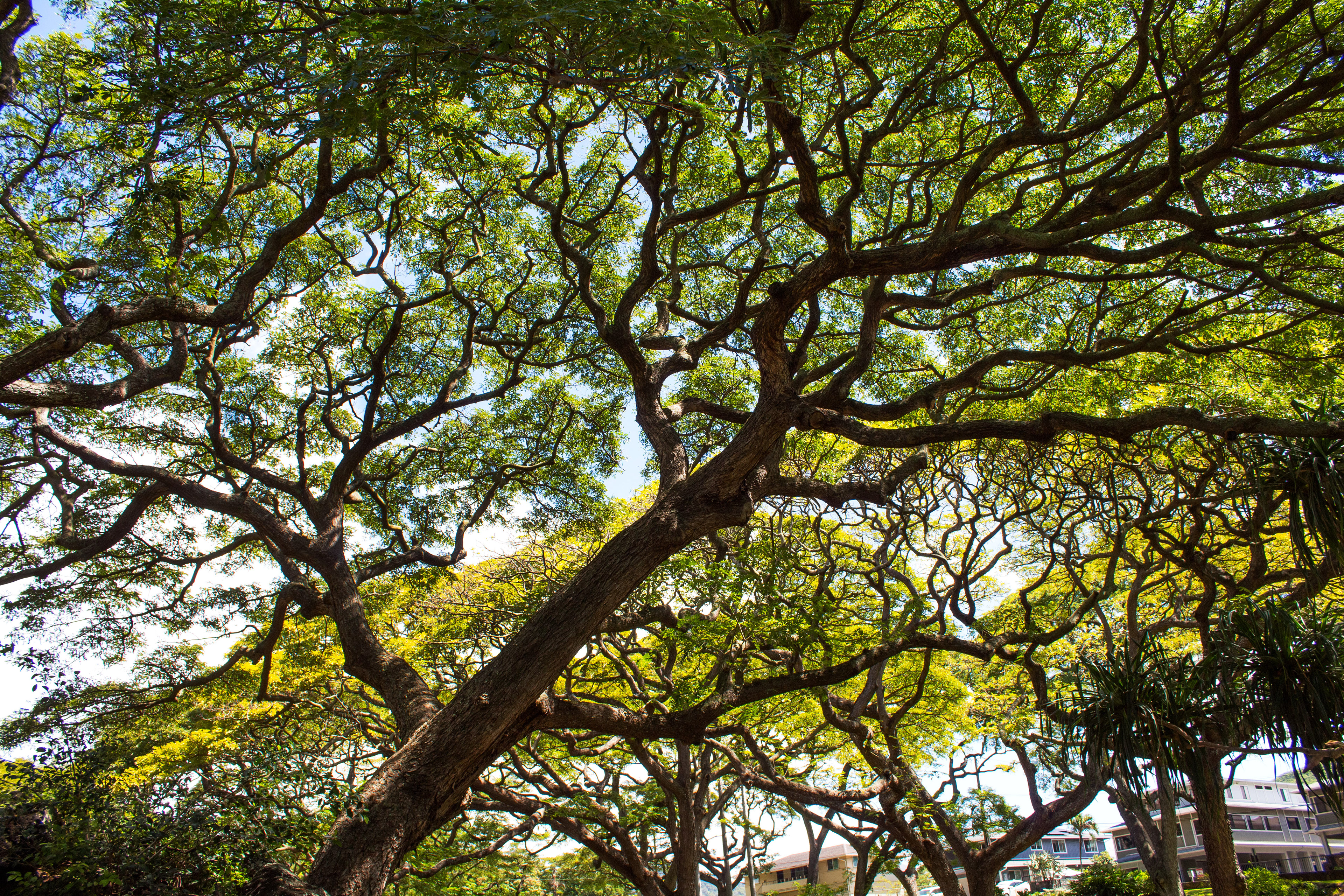 Canopy Glow I - Honolulu, HI